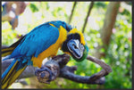 Lade das Bild in den Galerie-Viewer, Fussmatte Papagai 4540-Matten-Welt
