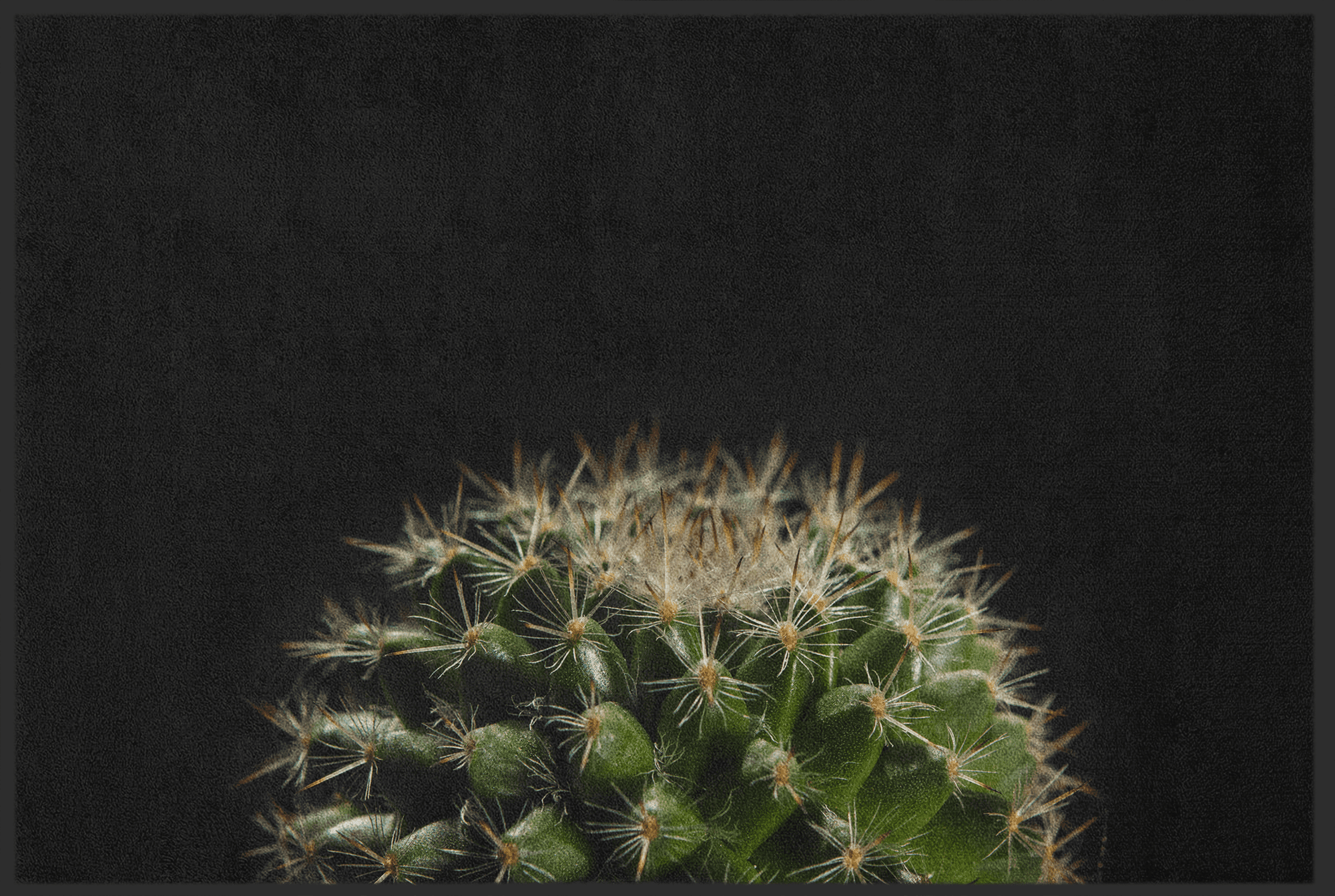 Fussmatte Kaktus 11003