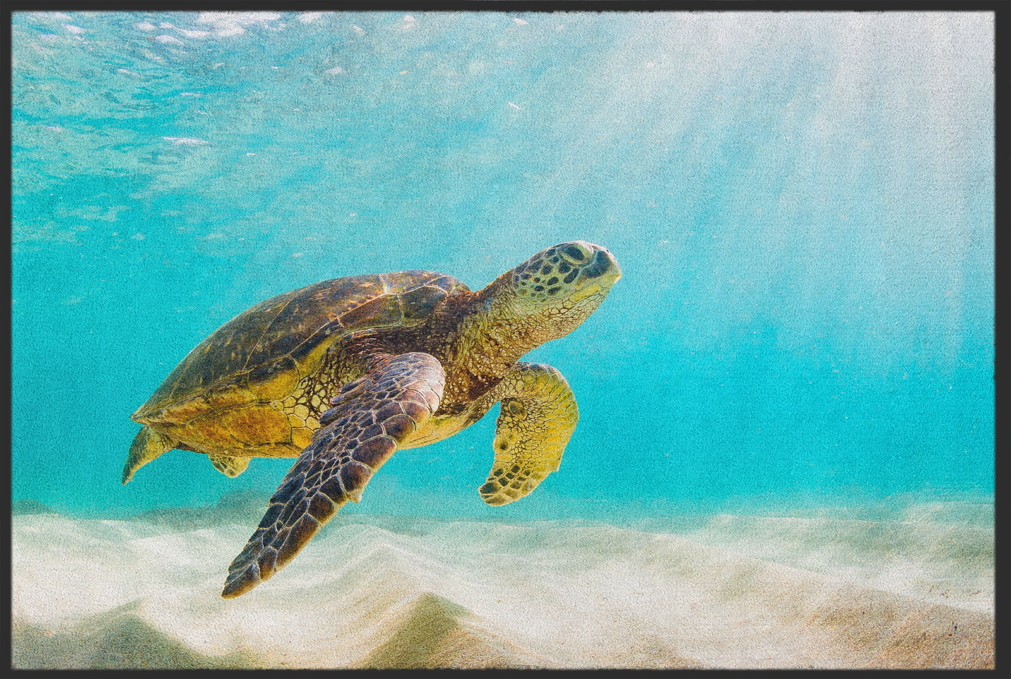 Fussmatte Schildkröte 10473