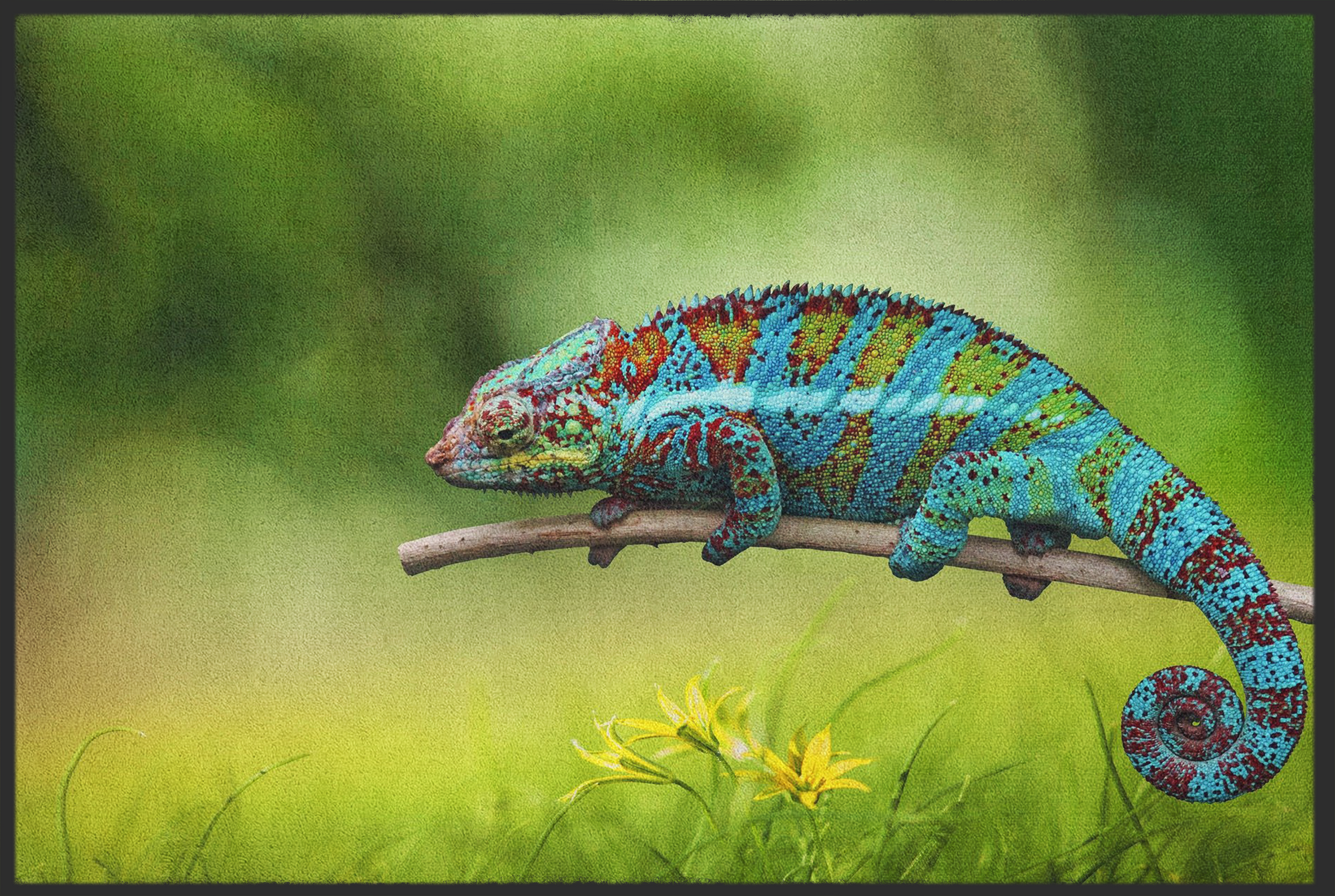 Fussmatte Chamäleon 10549