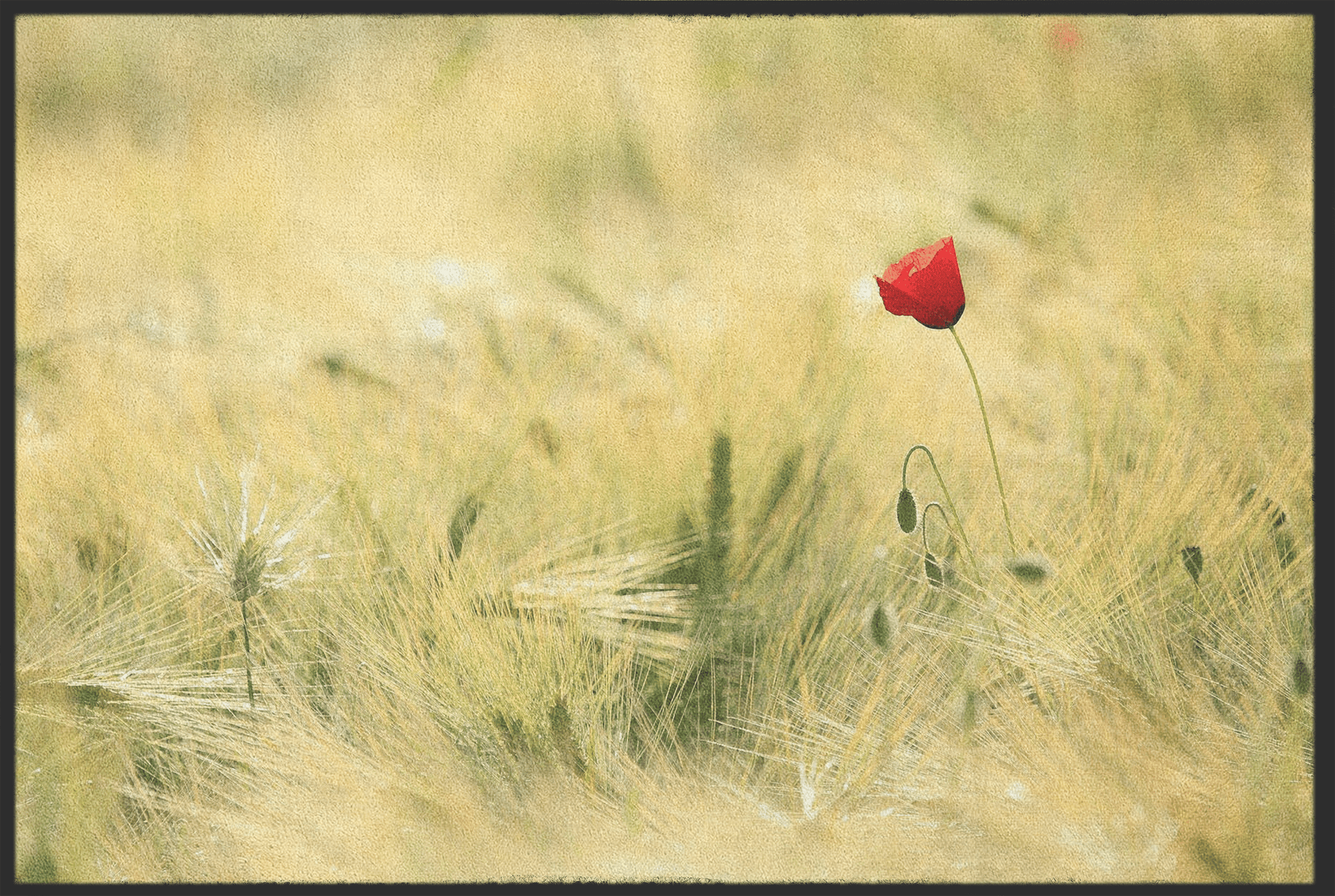 Fussmatte Mohn 10581