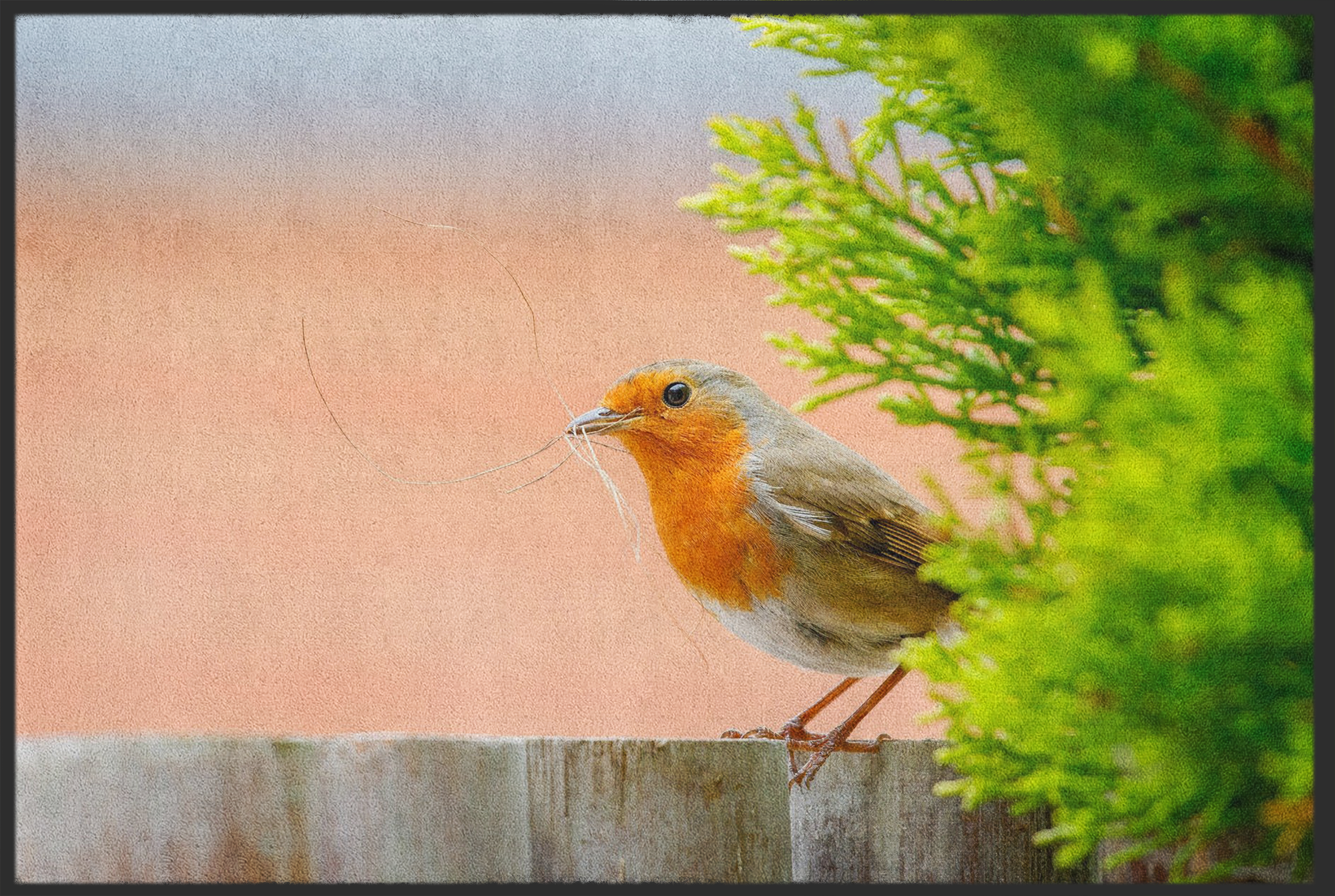 Fussmatte Rotkelchen 10585