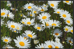 Lade das Bild in den Galerie-Viewer, Fussmatte Gänseblümchen 10647
