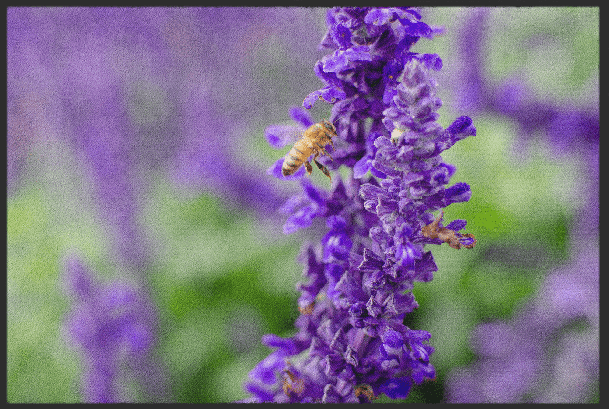 Fussmatte Lavendel 10649