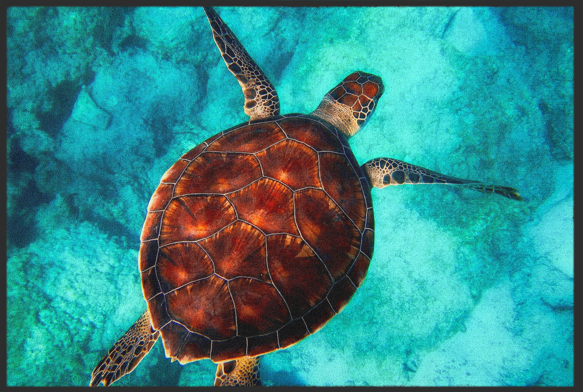 Fussmatte Schildkröte 10654