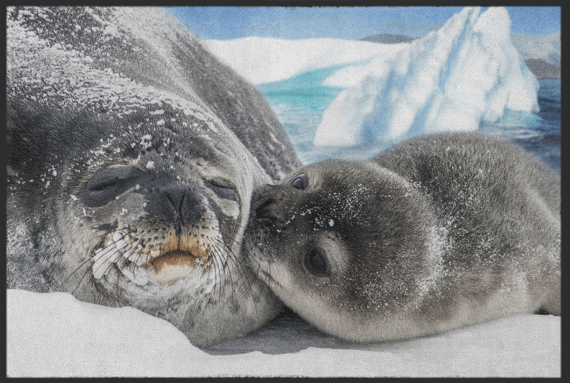 Fussmatte Robbe 10655