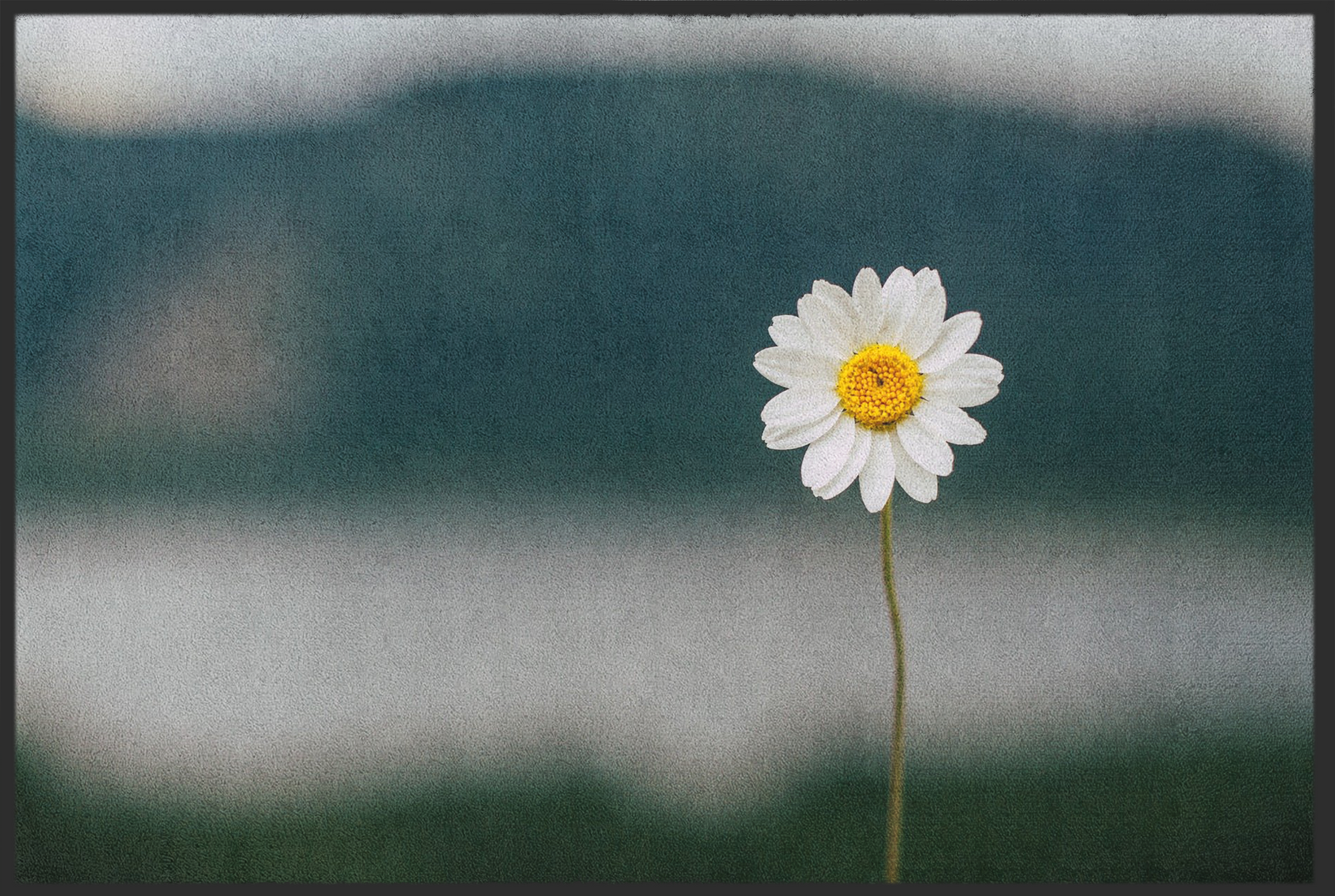 Fussmatte Gänseblümchen 10672