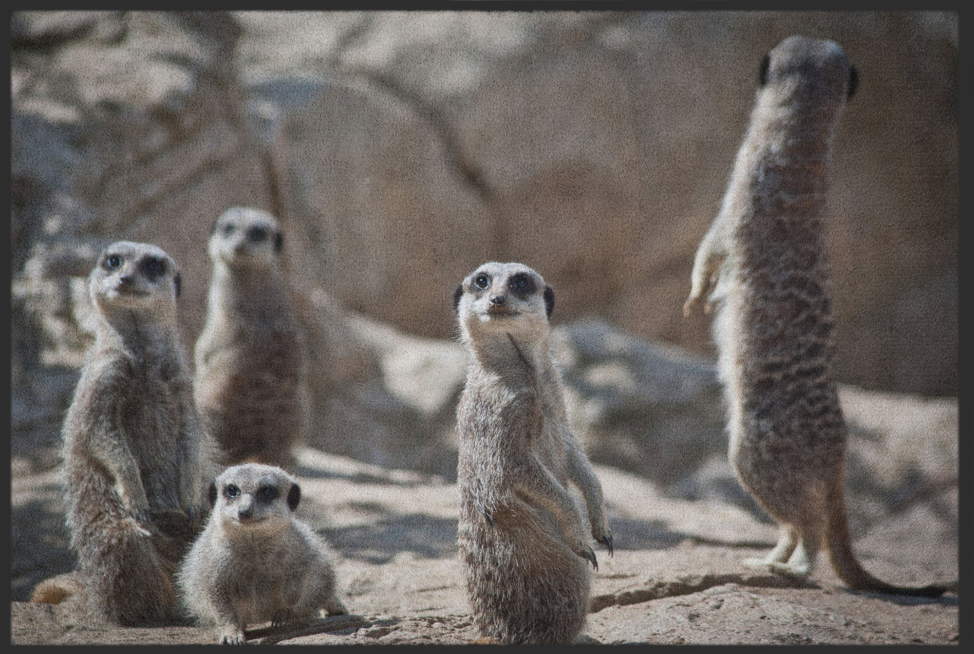 Fussmatte Erdmännchen 10680