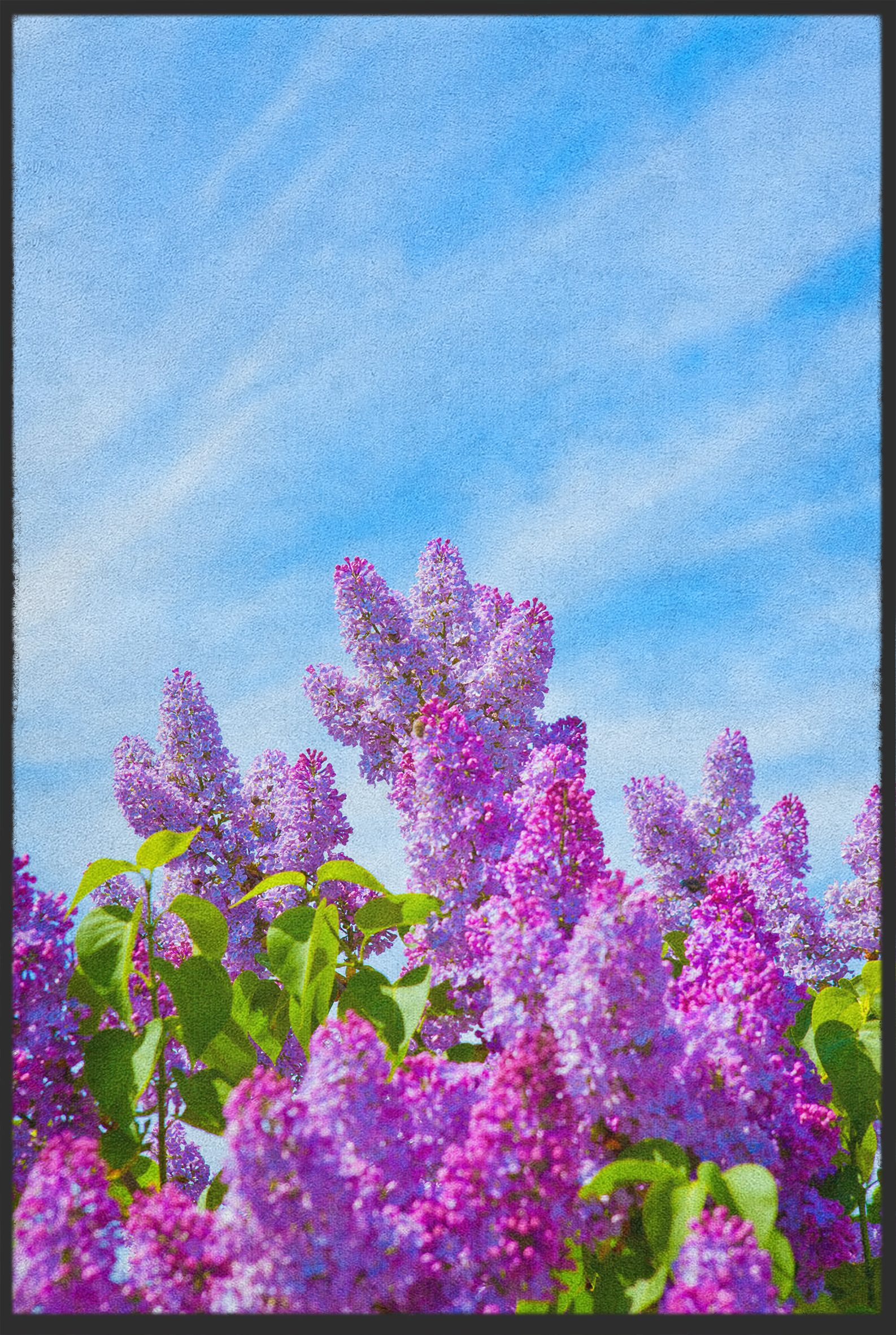 Fussmatte Flieder 10694