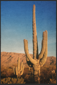 Fussmatte Kaktus 10698