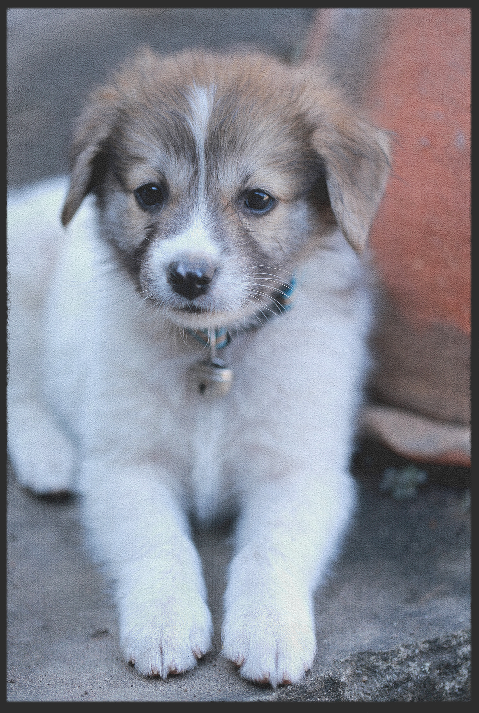 Fussmatte Hund 10712