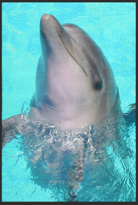 Fussmatte Delfin 10789