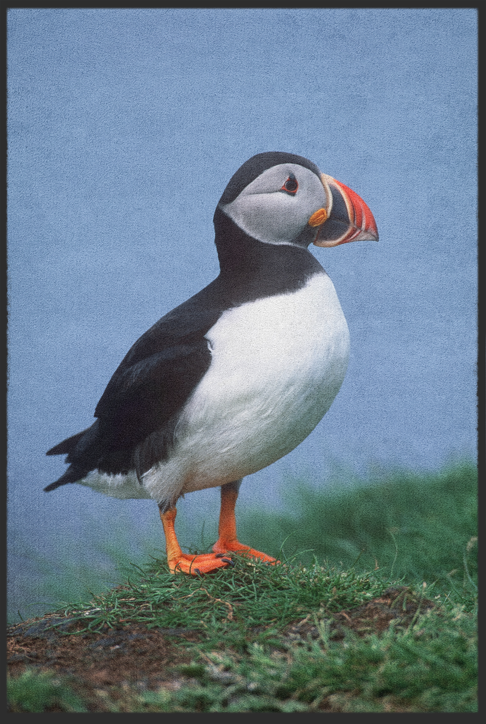 Fussmatte Papageientaucher 10792