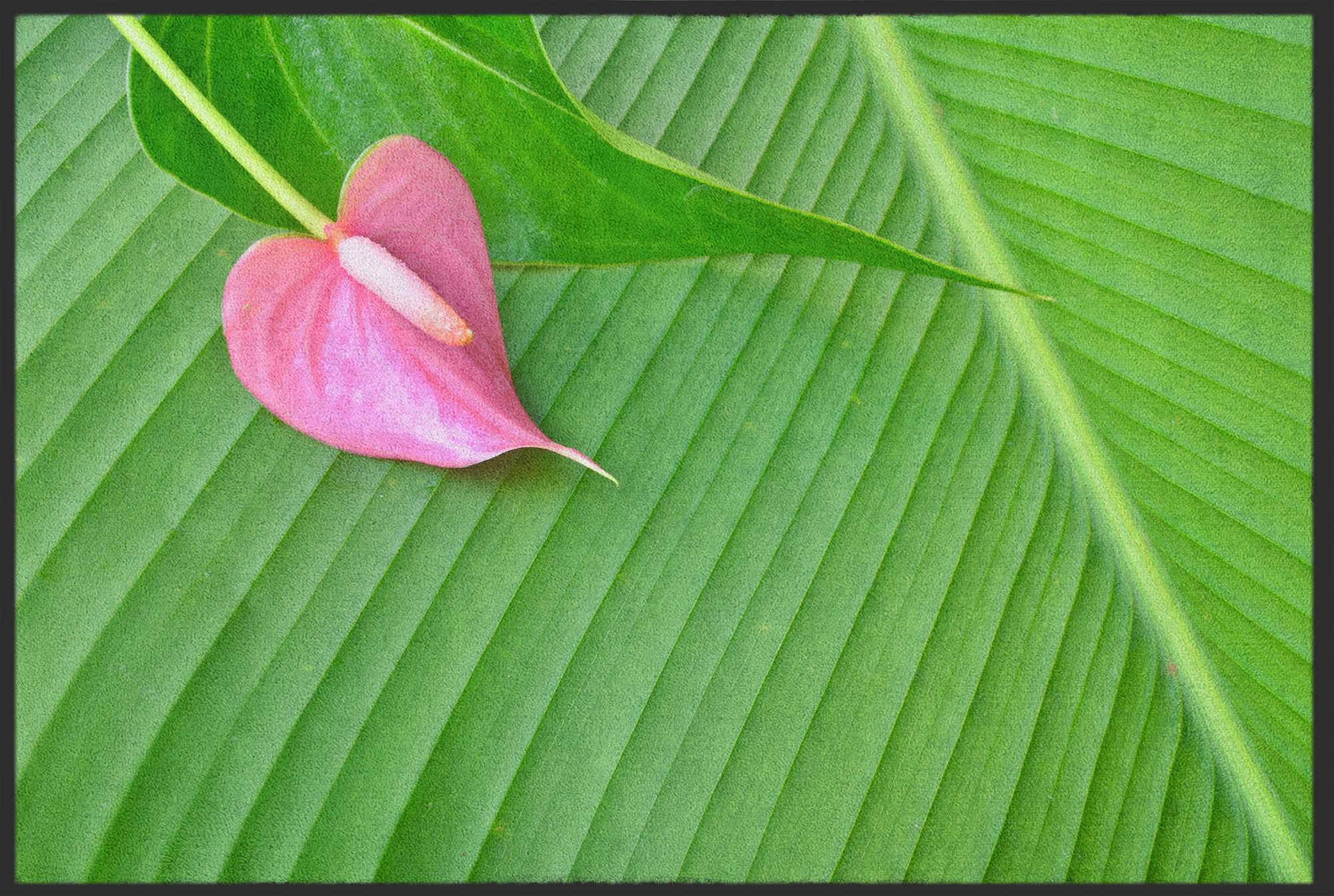 Fussmatte Blatt und Blüte 10807