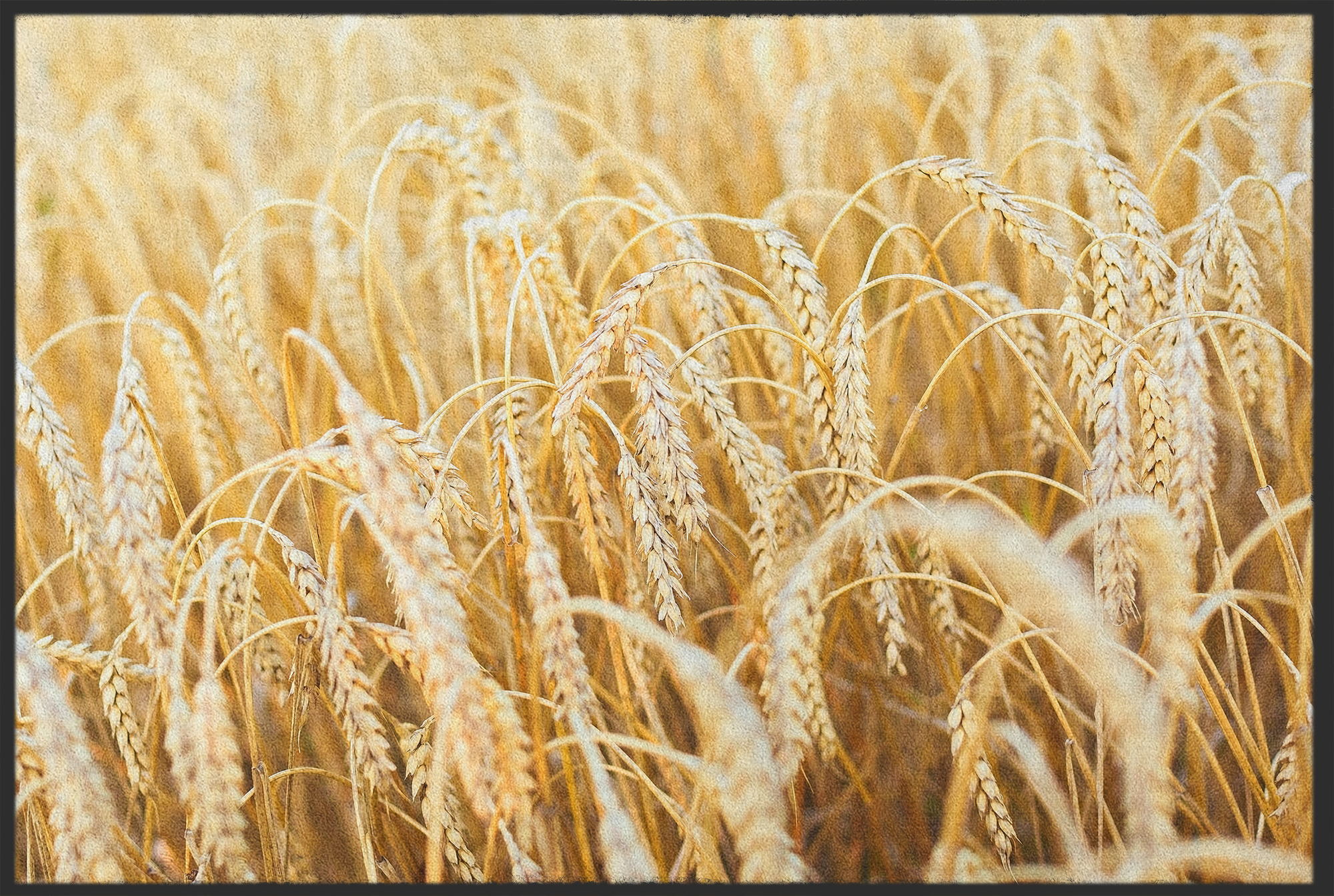 Fussmatte Getreide 10822