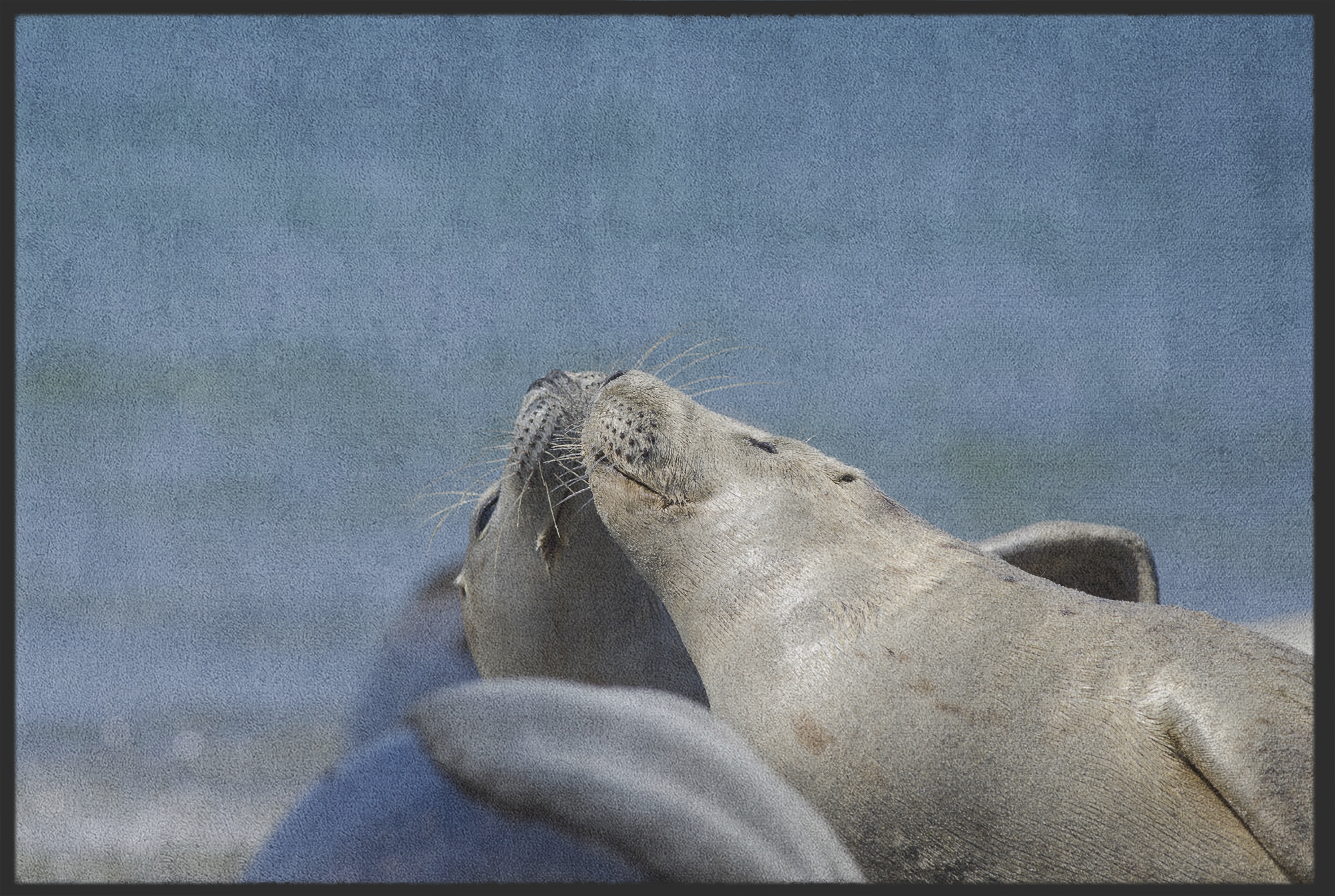 Fussmatte Seerobben 10853