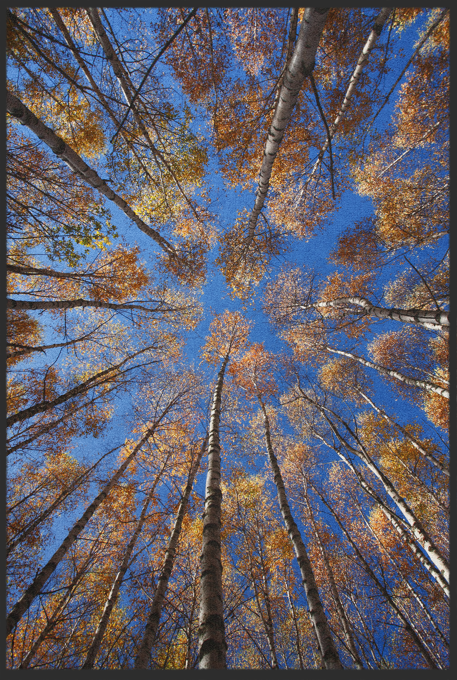 Fussmatte Wald 10861