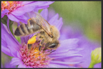 Lade das Bild in den Galerie-Viewer, Fussmatte Biene und Blüte 10874
