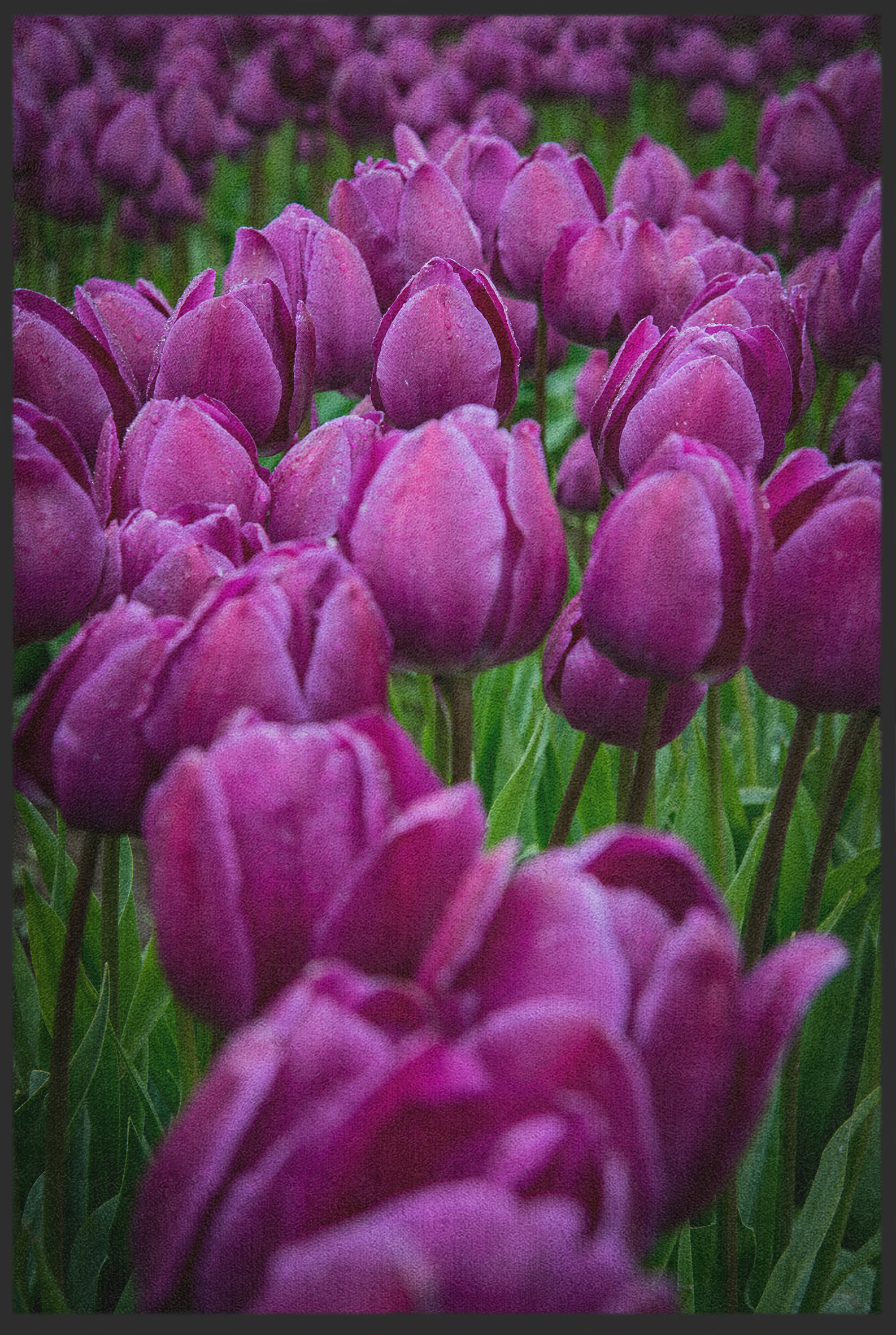 Fussmatte Tulpe 10910