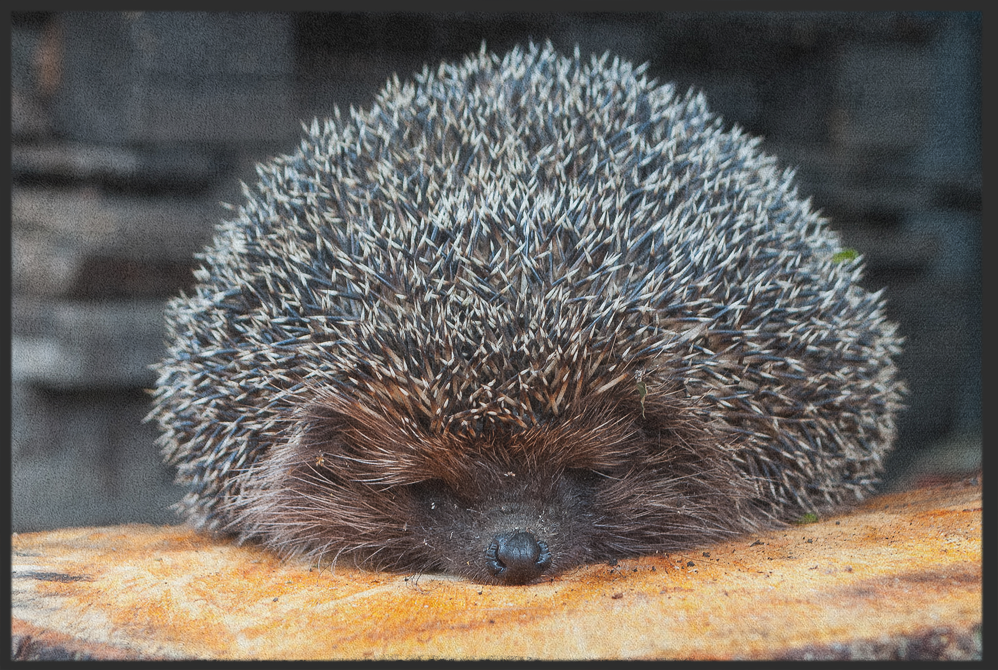 Fussmatte Igel 10912