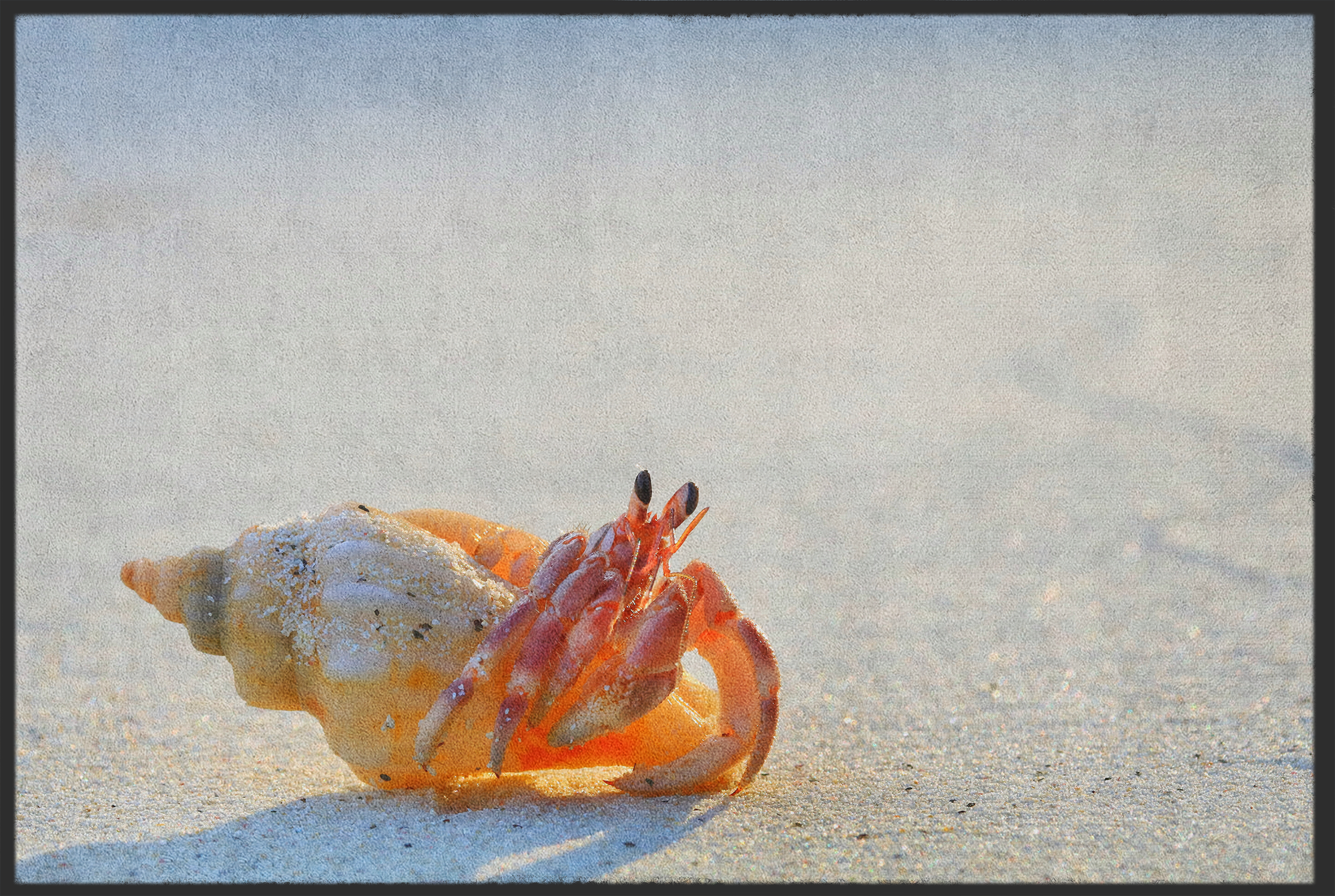 Fussmatte Krabbe 10935