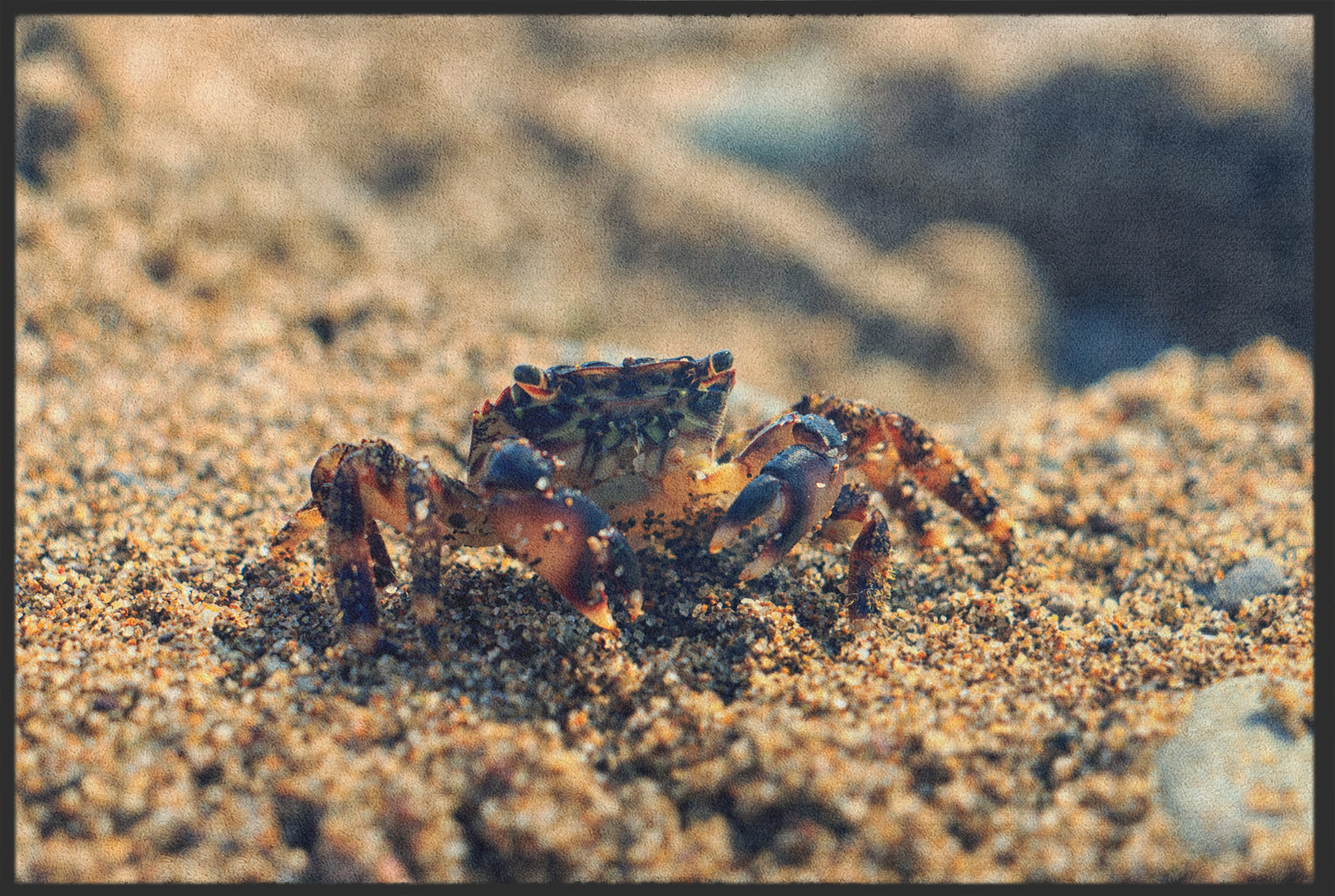 Fussmatte Krebs 10965