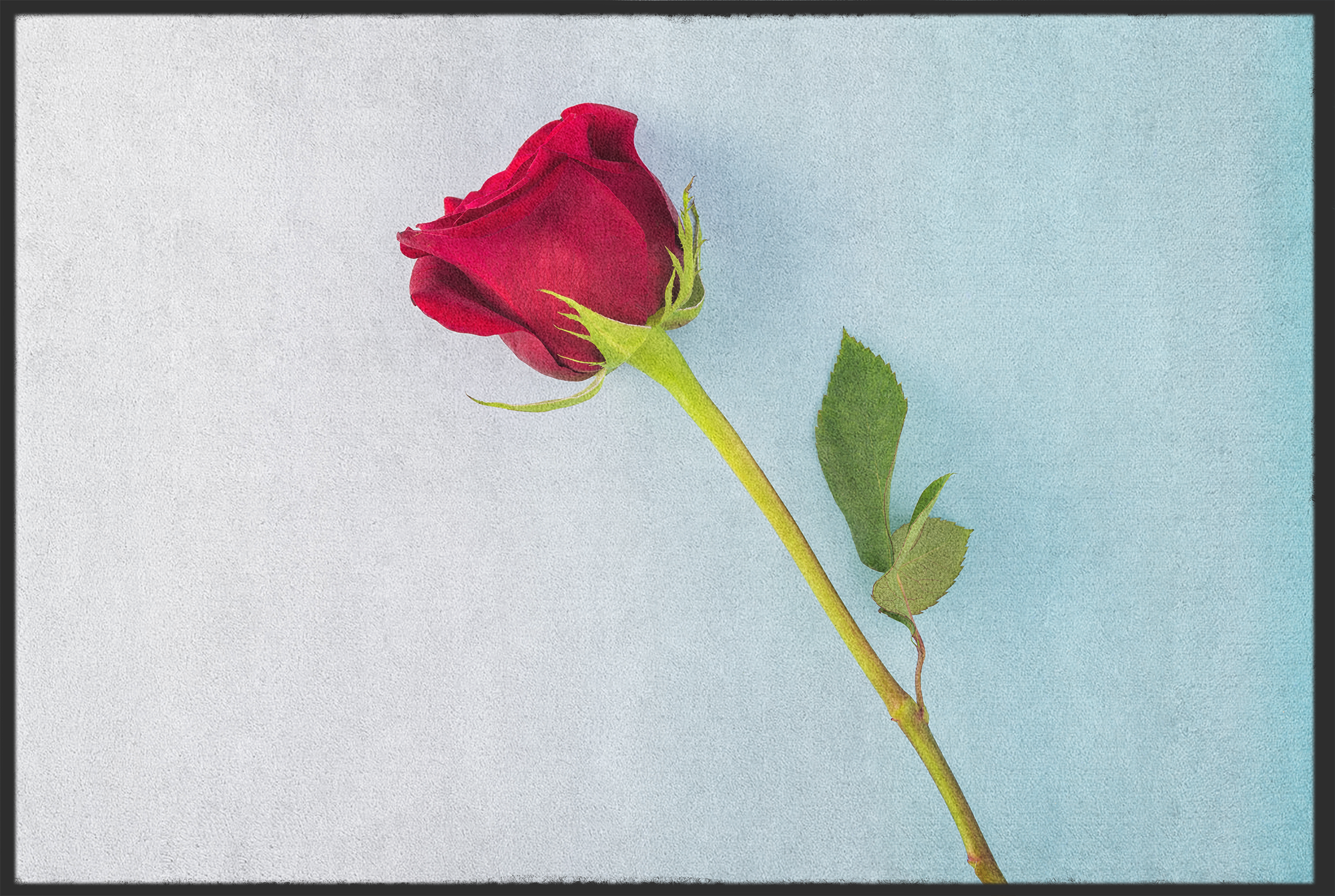 Fussmatte Rose 10967