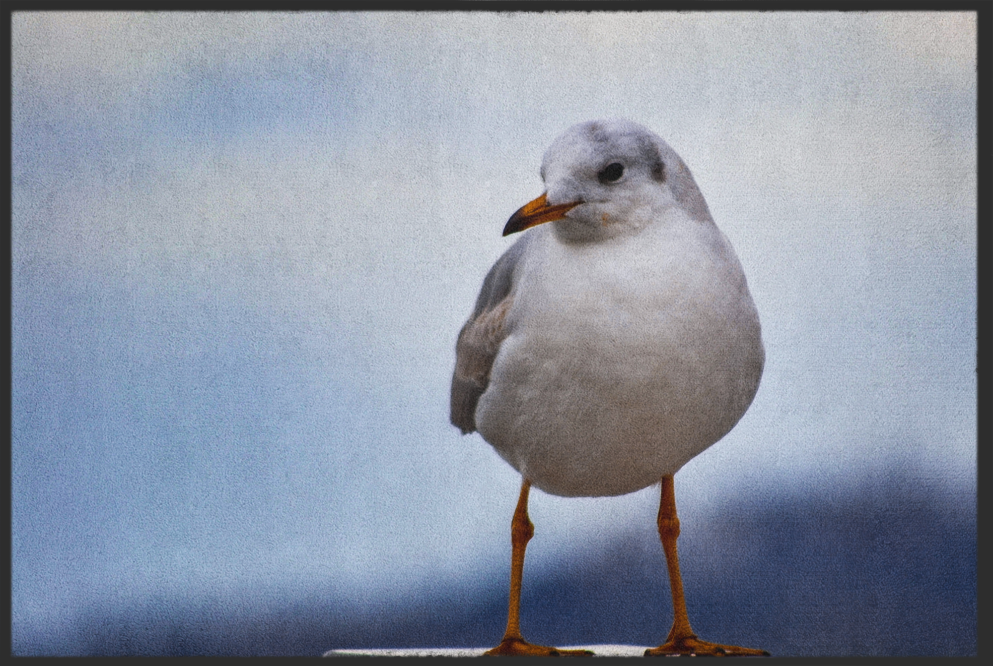Fussmatte Möwe 10969