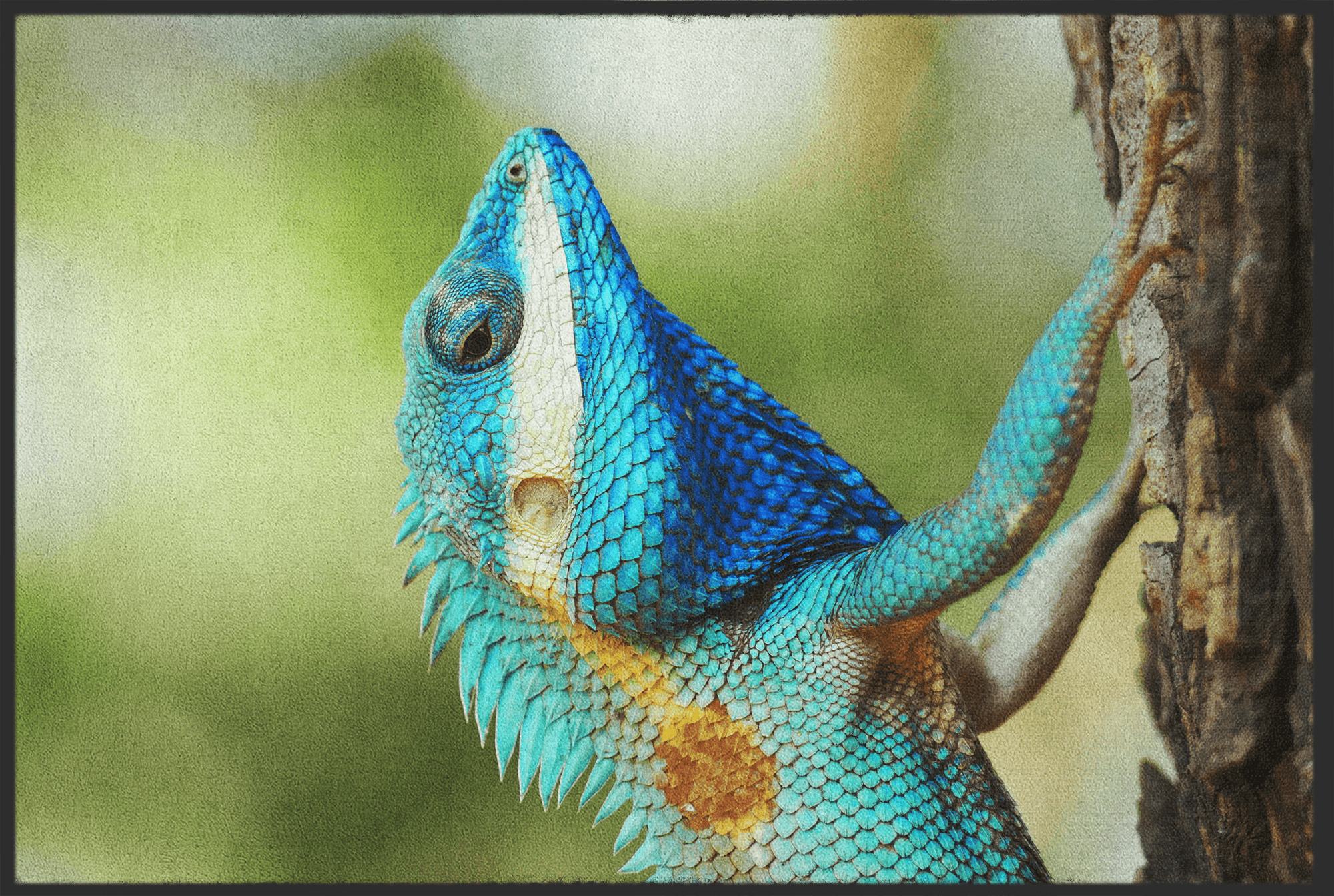 Fussmatte Chamäleon 10975