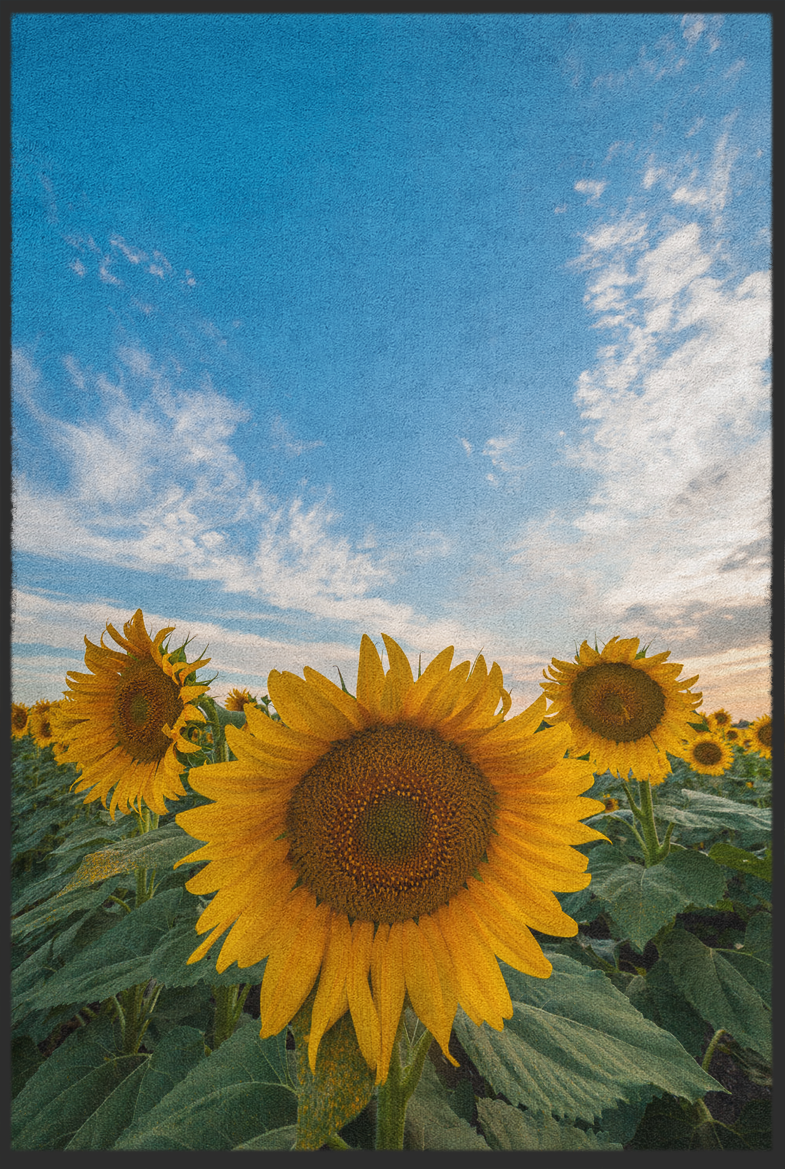 Fussmatte Sonnenblumen 10979
