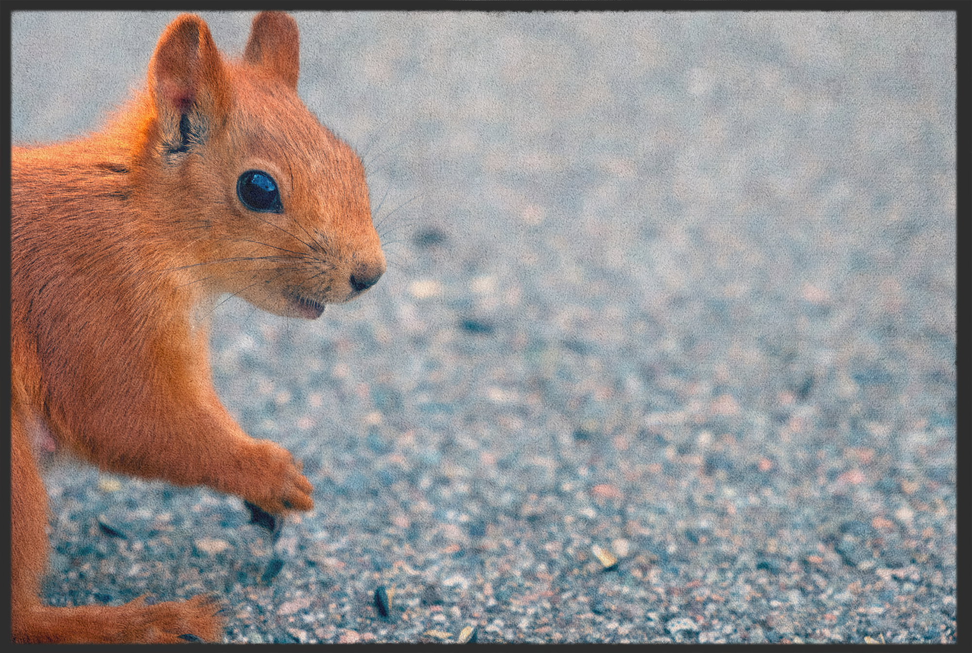 Fussmatte Eichhörnchen 10993