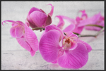 Lade das Bild in den Galerie-Viewer, Fussmatte Orchideen 11008

