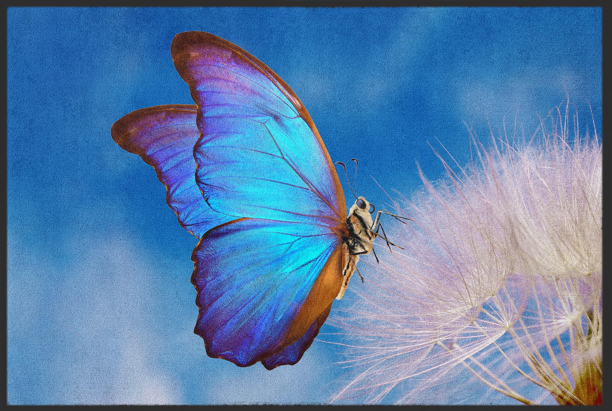 Fussmatte Schmetterling 11116