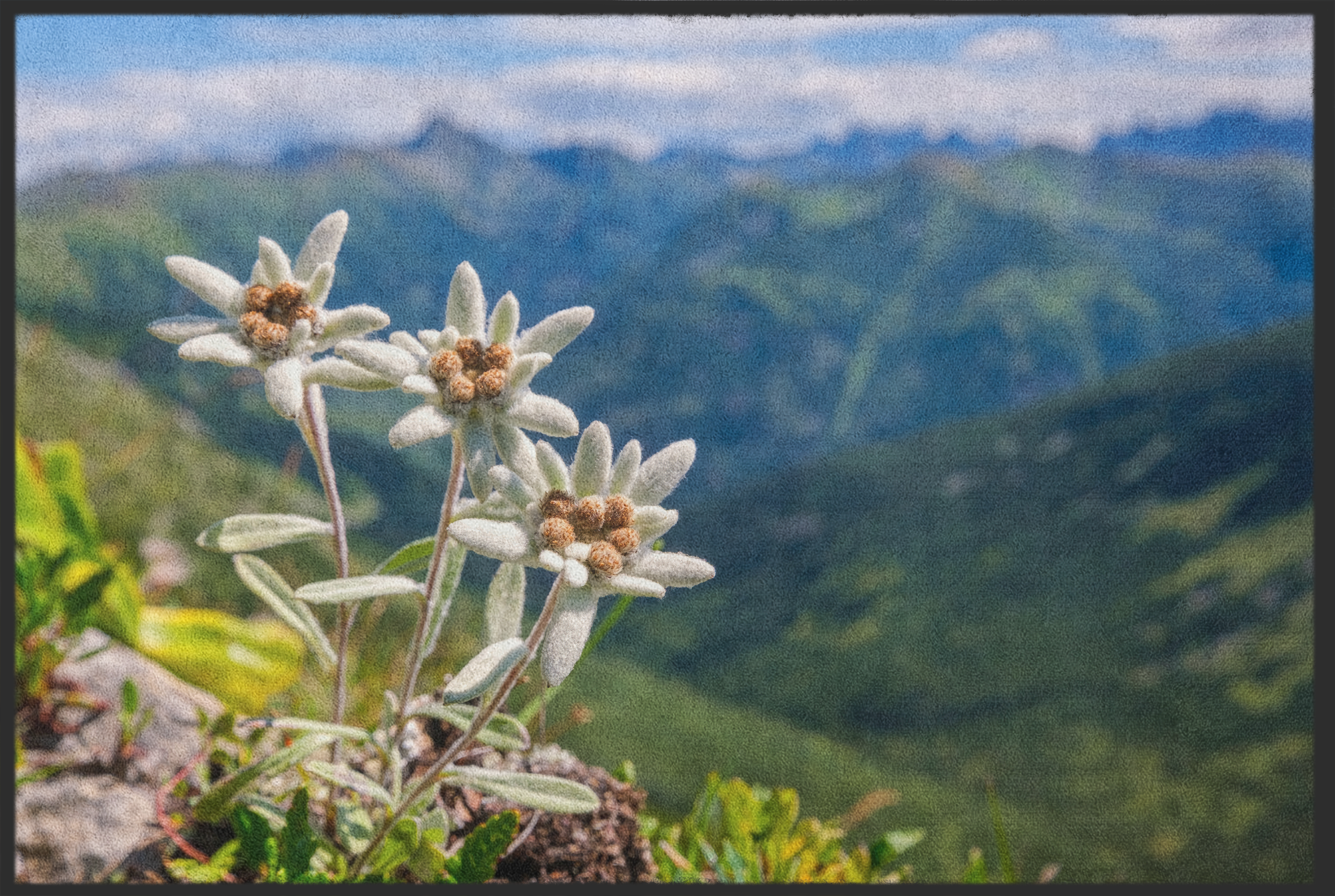 Fussmatte Edelweiss 11126