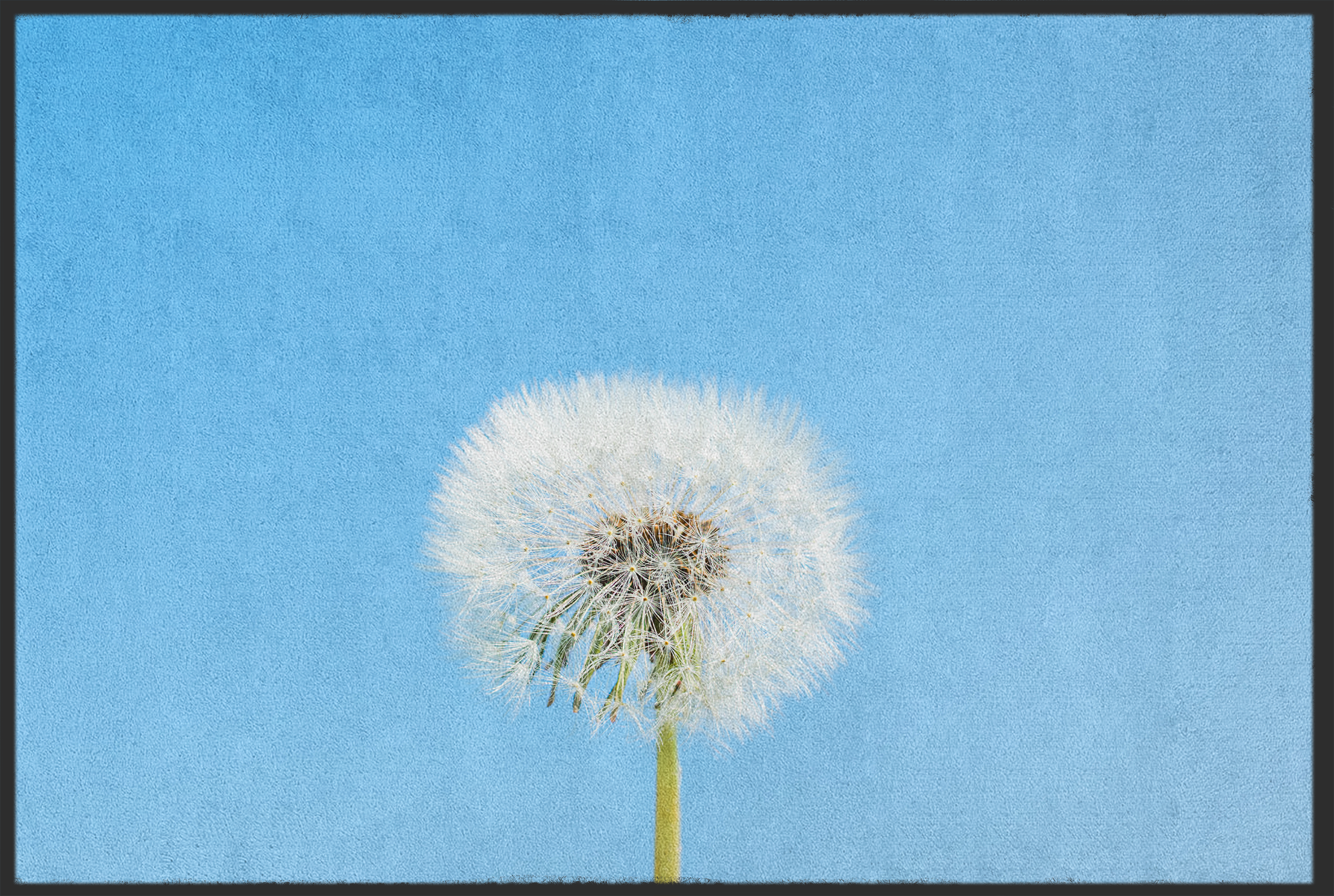 Fussmatte Pusteblume 11131