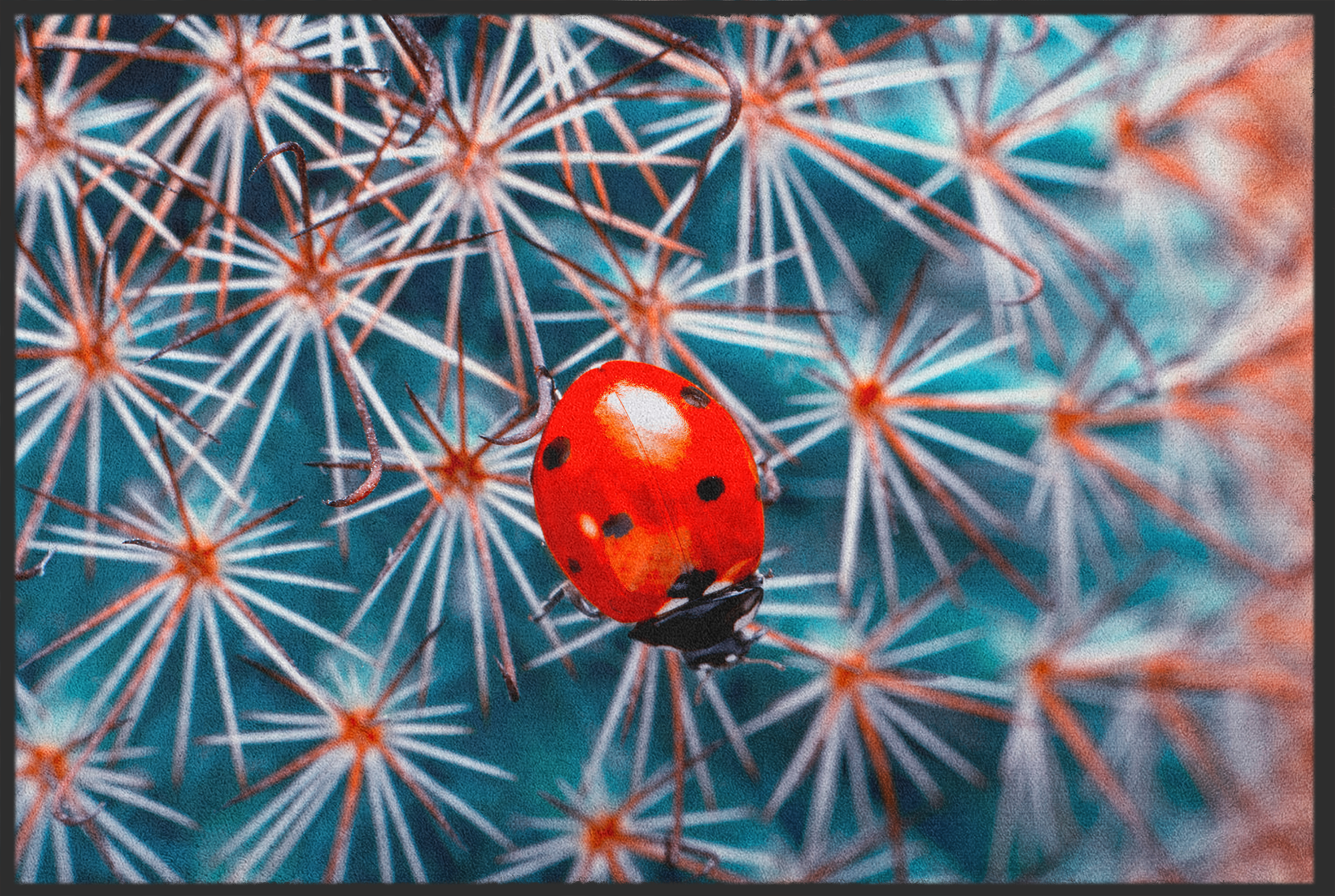 Fussmatte Marienkäfer 11132