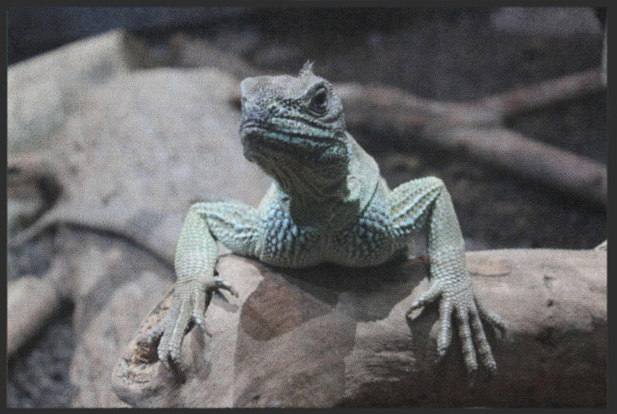 Fussmatte Chamäleon 6366