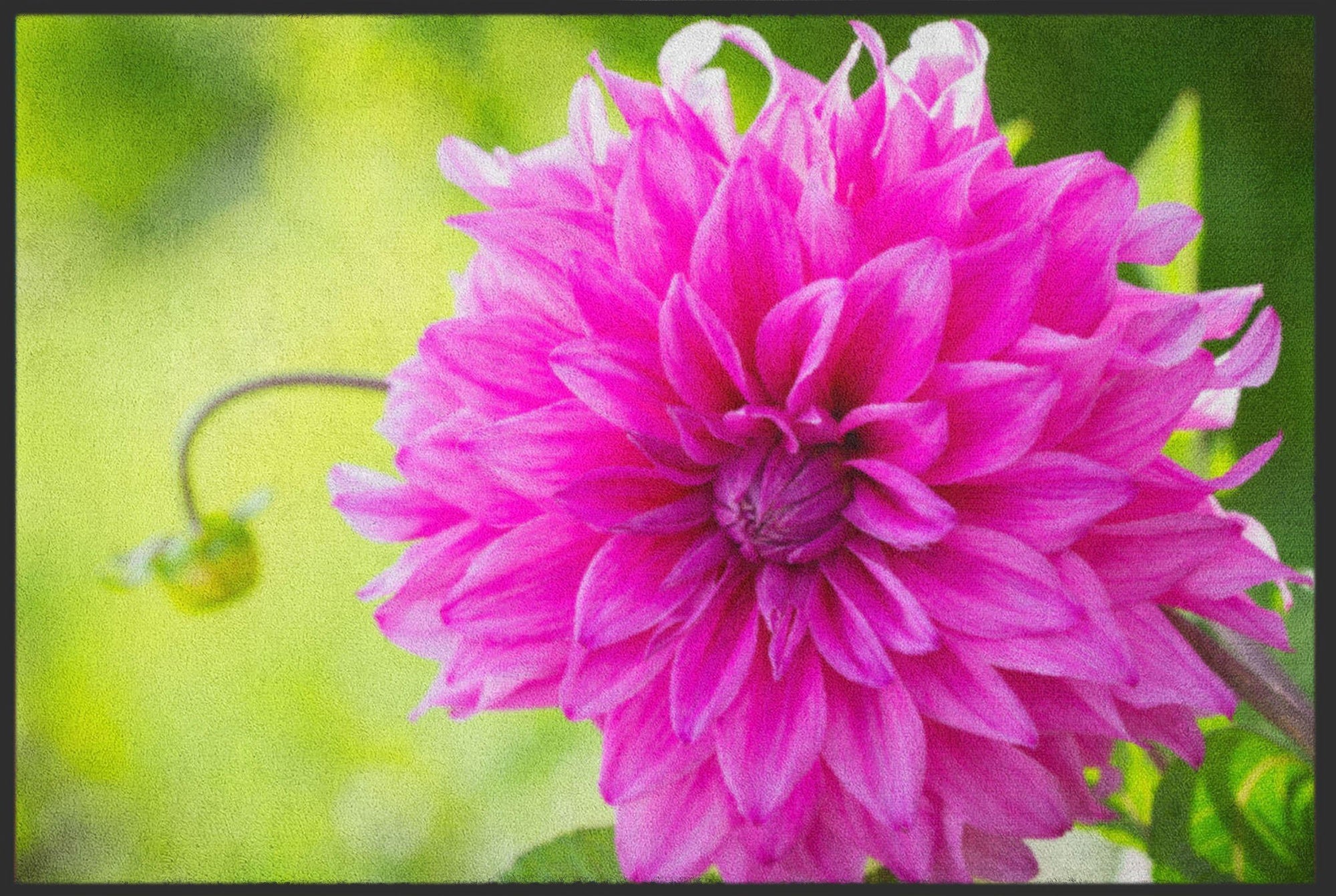 Fussmatte Dahlie 5079