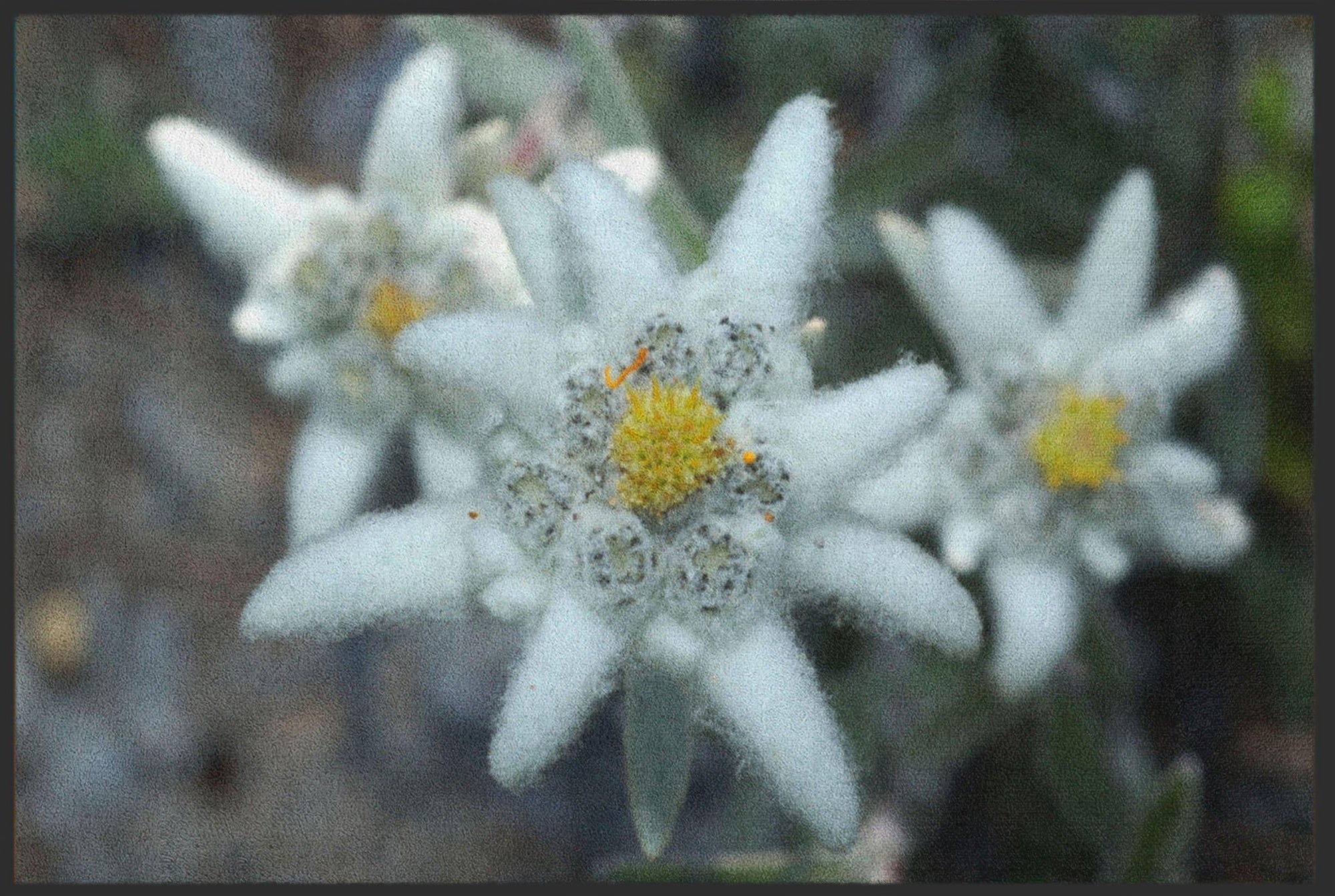 Fussmatte Edelweiß 4846