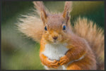 Lade das Bild in den Galerie-Viewer, Fussmatte Eichhörnchen 6080-Matten-Welt
