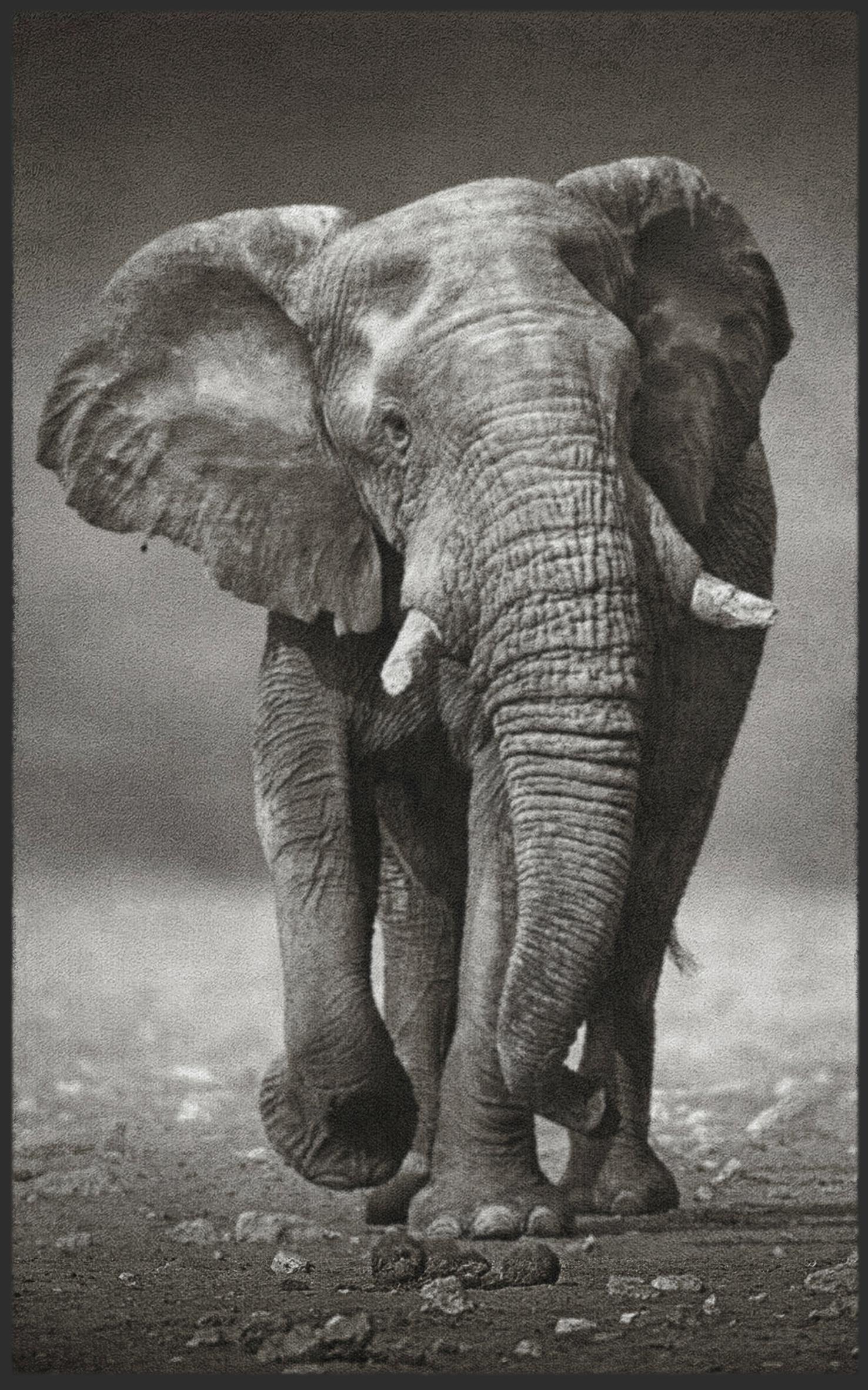 Fussmatte Elefant 7481-Matten-Welt