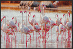 Lade das Bild in den Galerie-Viewer, Fussmatte Flamingo 4821-Matten-Welt
