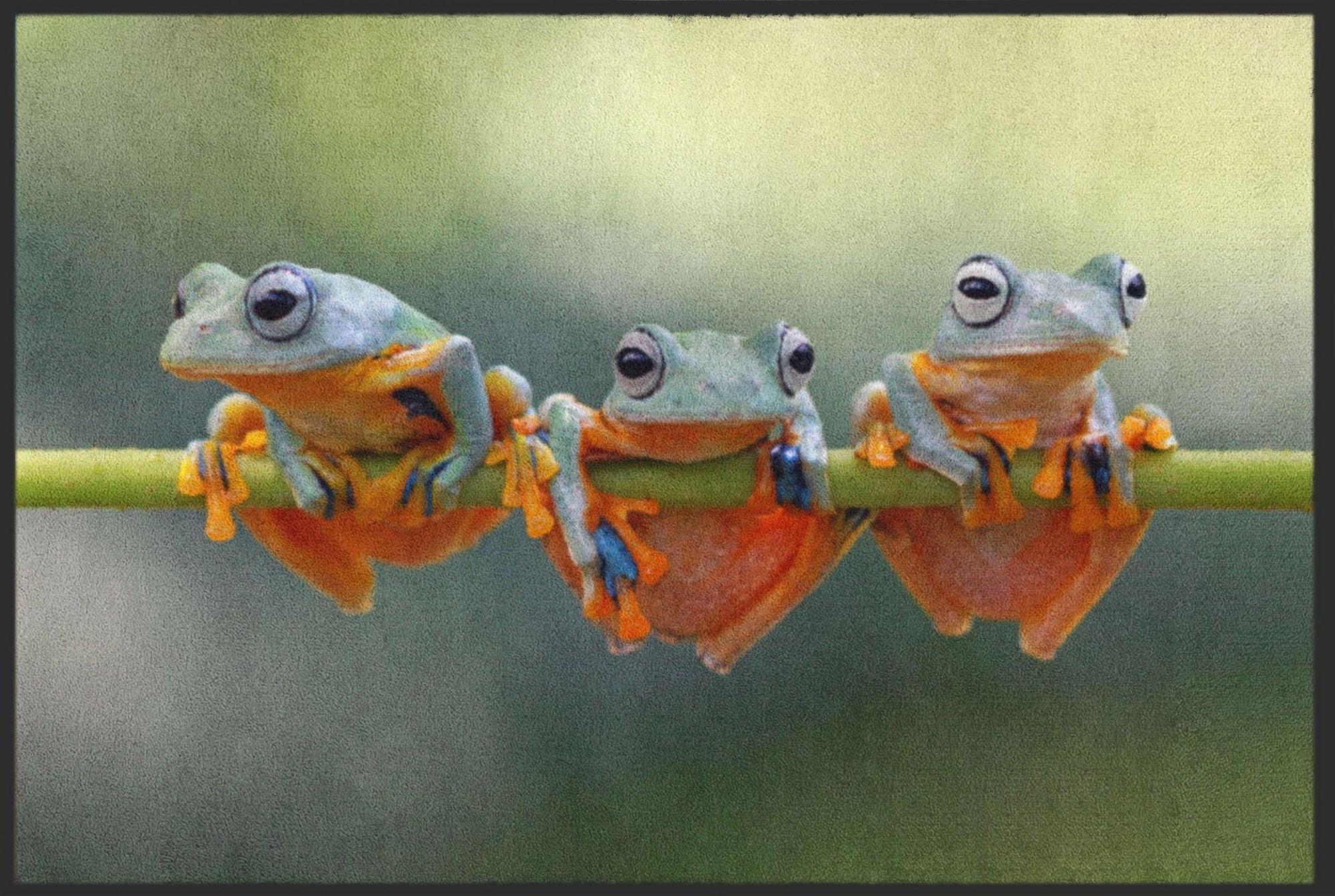 Fussmatte Frösche 4539