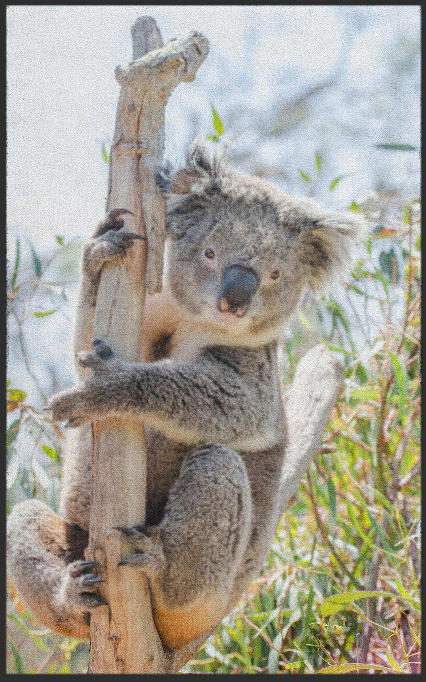 Fussmatte Koala 7596-Matten-Welt