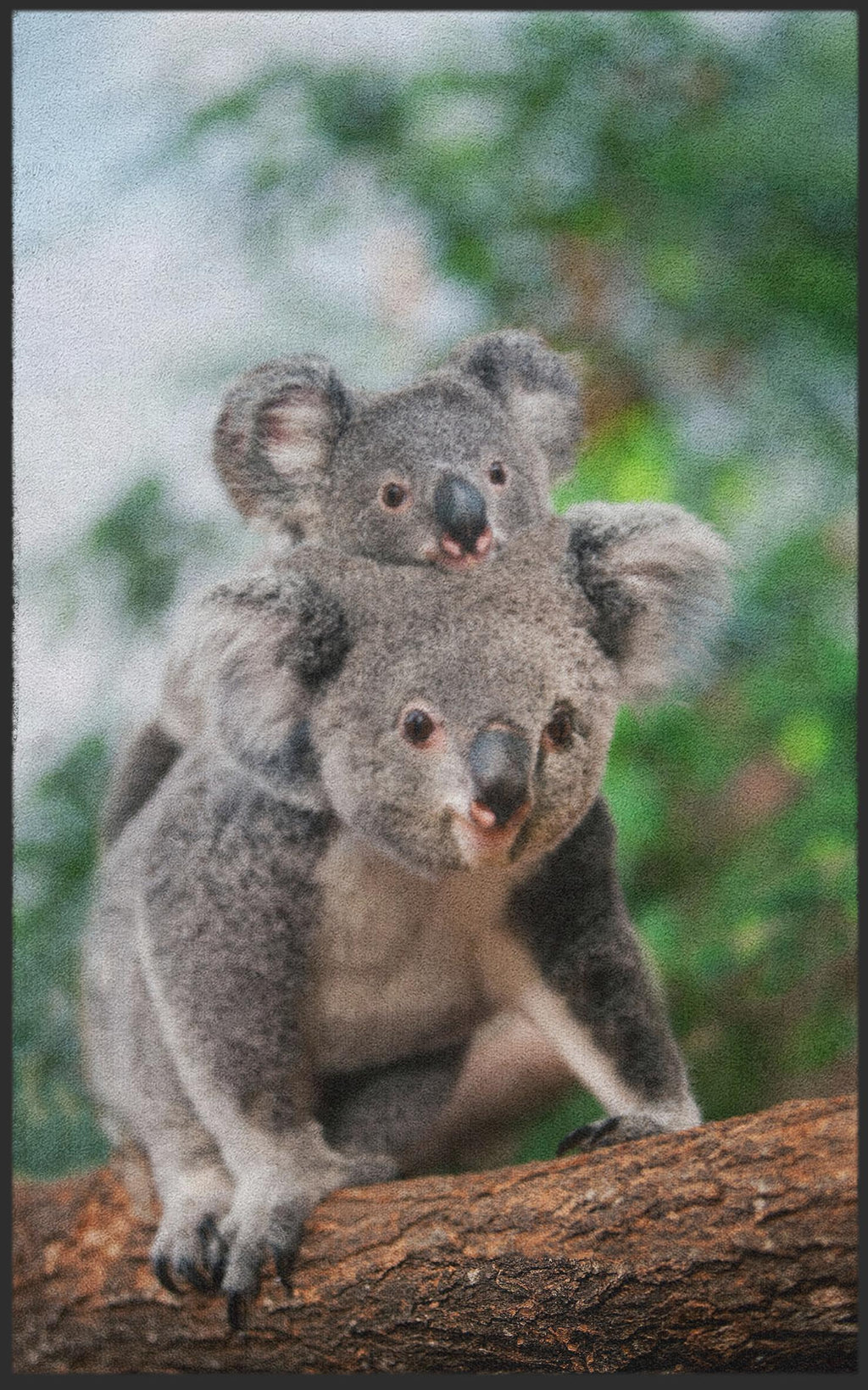 Fussmatte Koala 7629-Matten-Welt