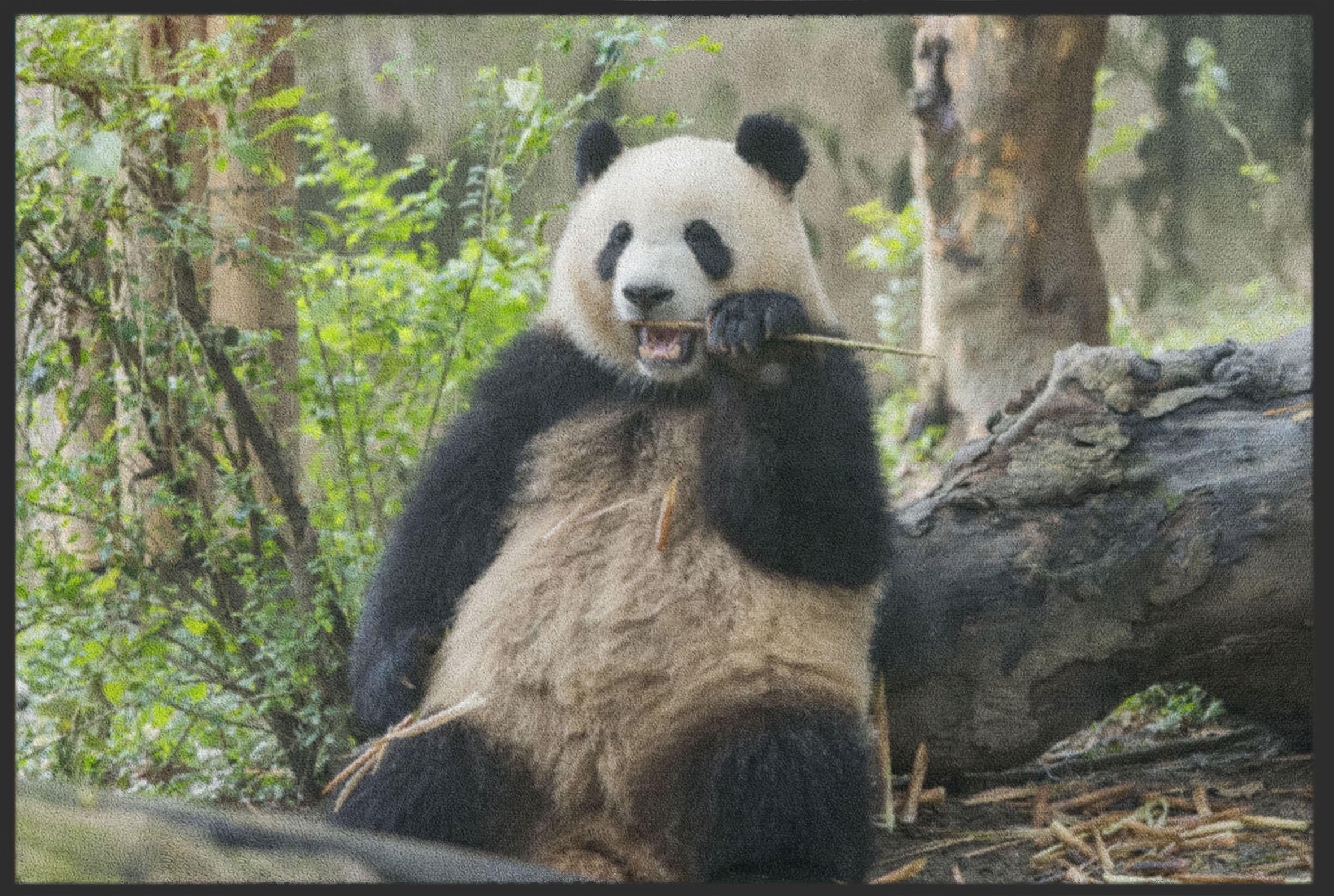 Fussmatte Pandabär 4526-Matten-Welt