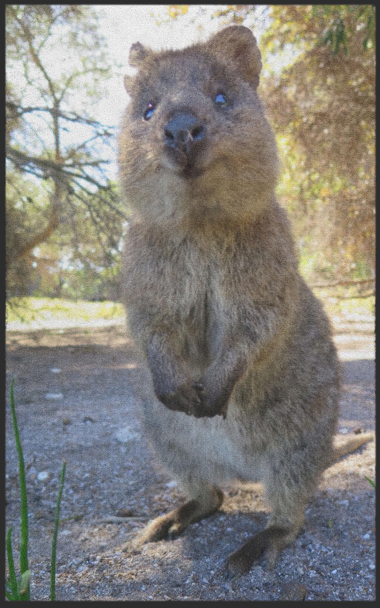 Fussmatte Quokka 7322