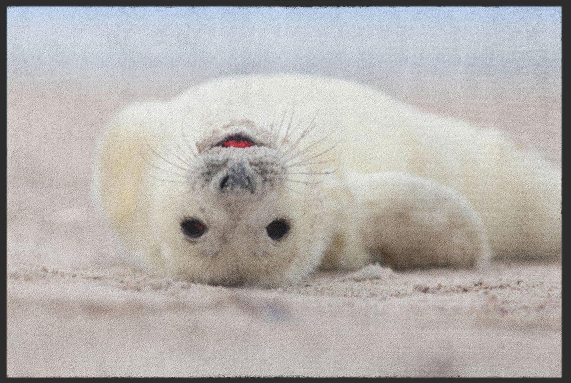 Fussmatte Robbe 6258