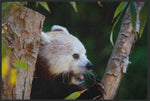 Lade das Bild in den Galerie-Viewer, Fussmatte Roter Panda 6260-Matten-Welt
