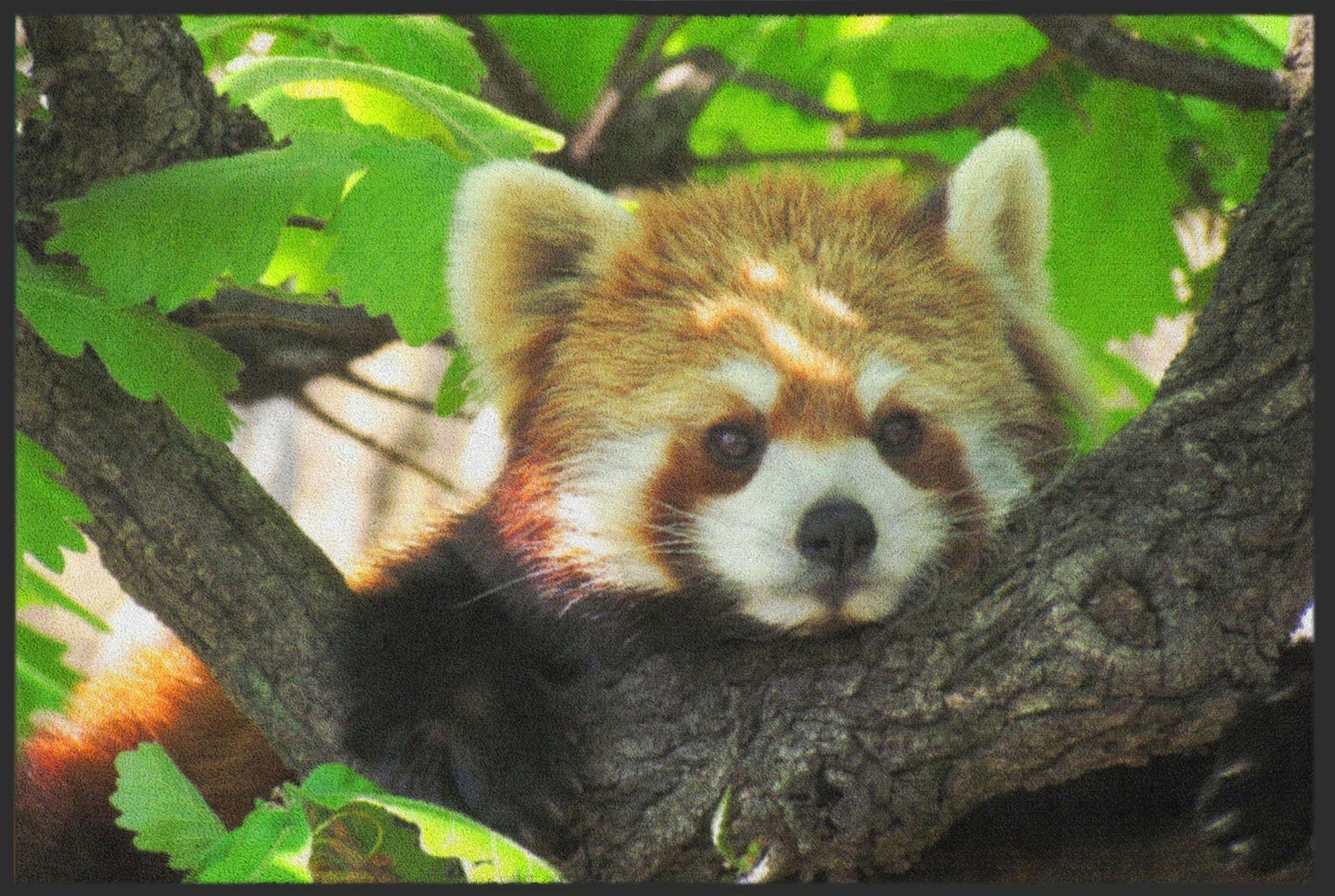 Fussmatte Waschbär 4617